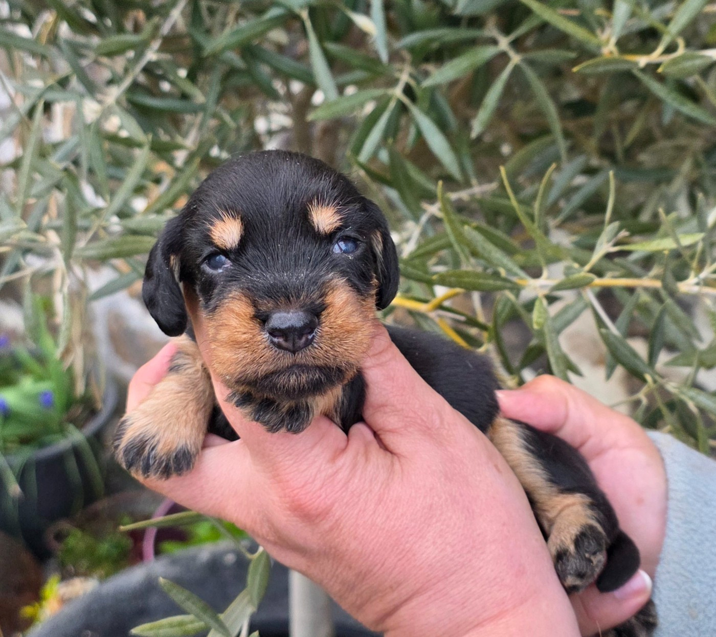 de la Cascade d'Orion - Chiots disponibles - Teckel poil dur