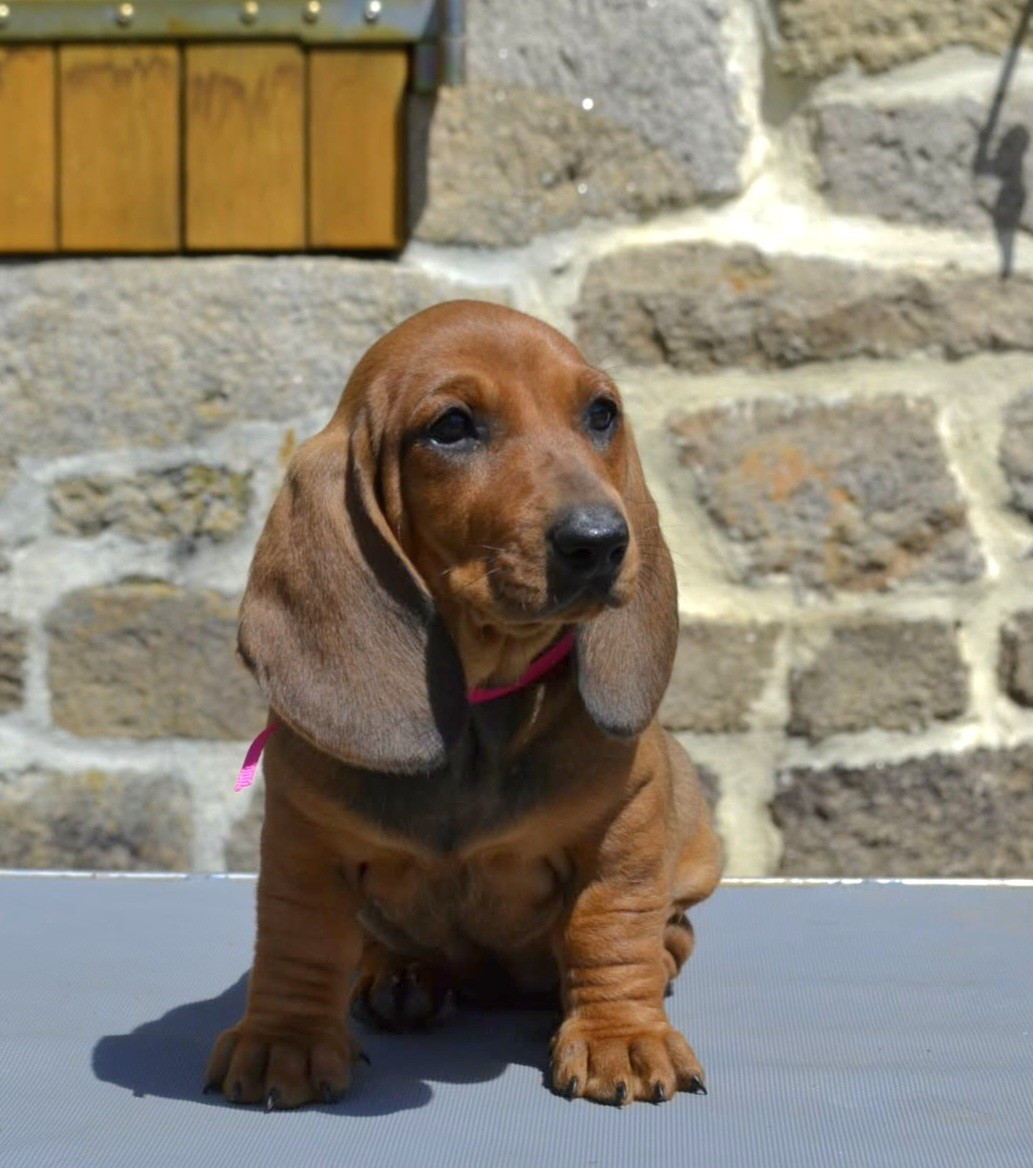 de la Cascade d'Orion - Chiots disponibles - Teckel poil ras