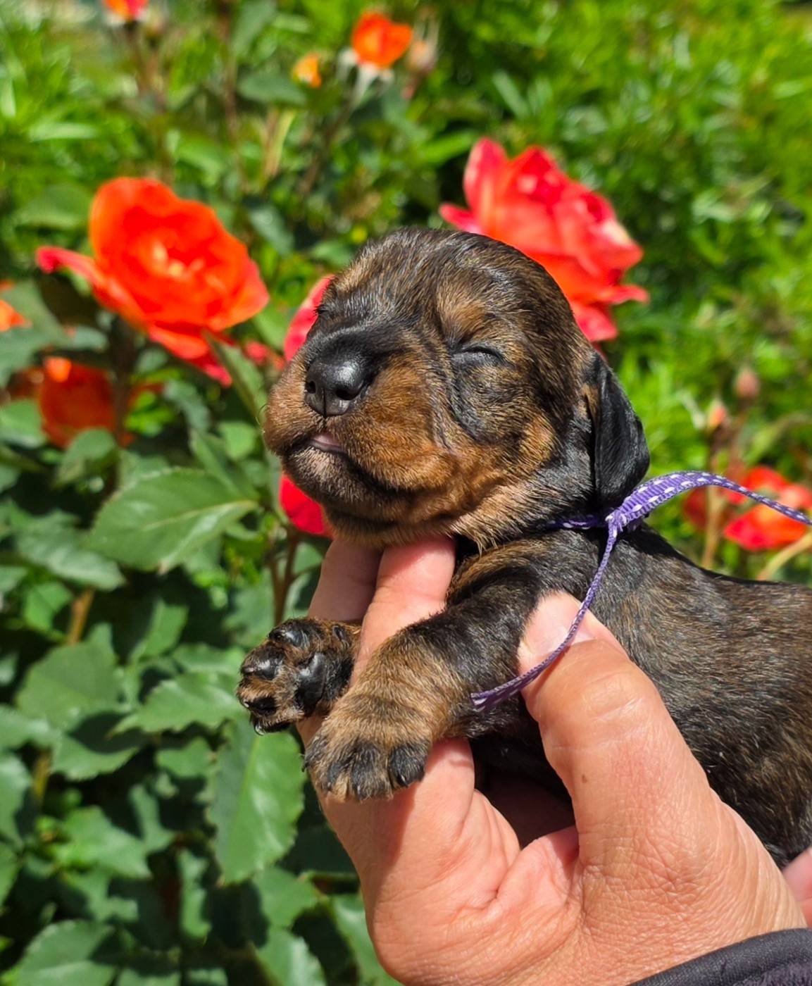 de la Cascade d'Orion - Chiots disponibles - Teckel poil dur