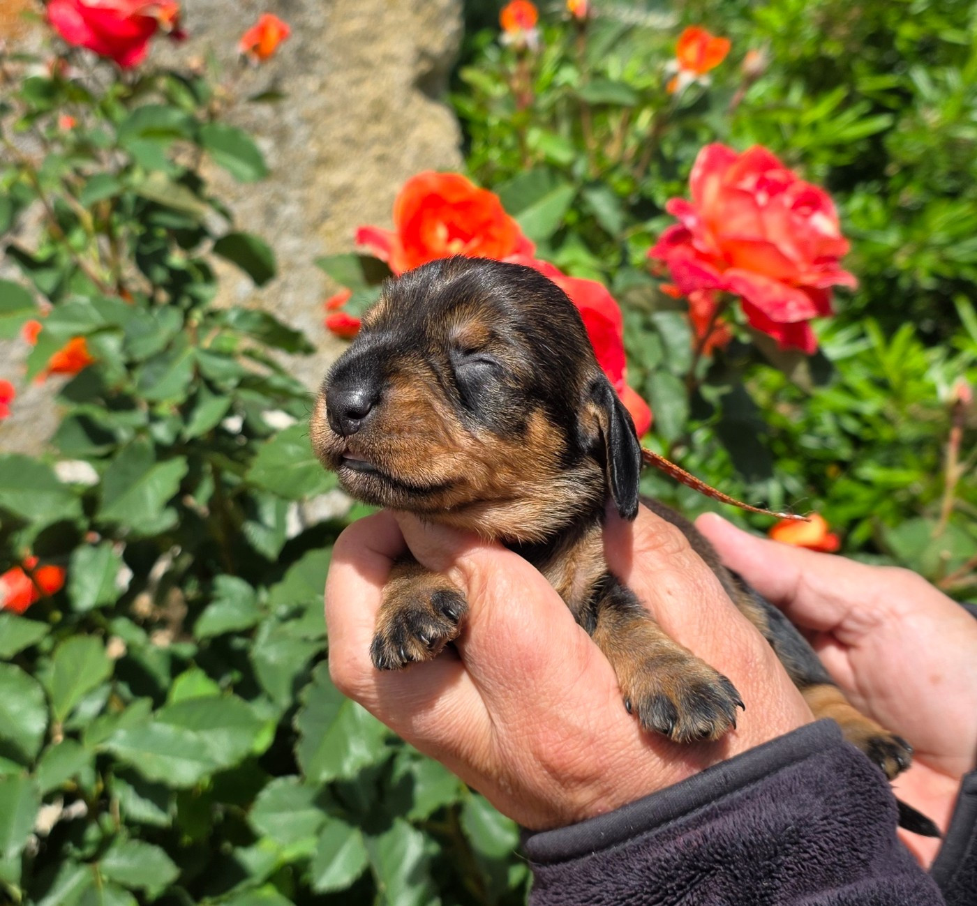 de la Cascade d'Orion - Chiots disponibles - Teckel poil dur