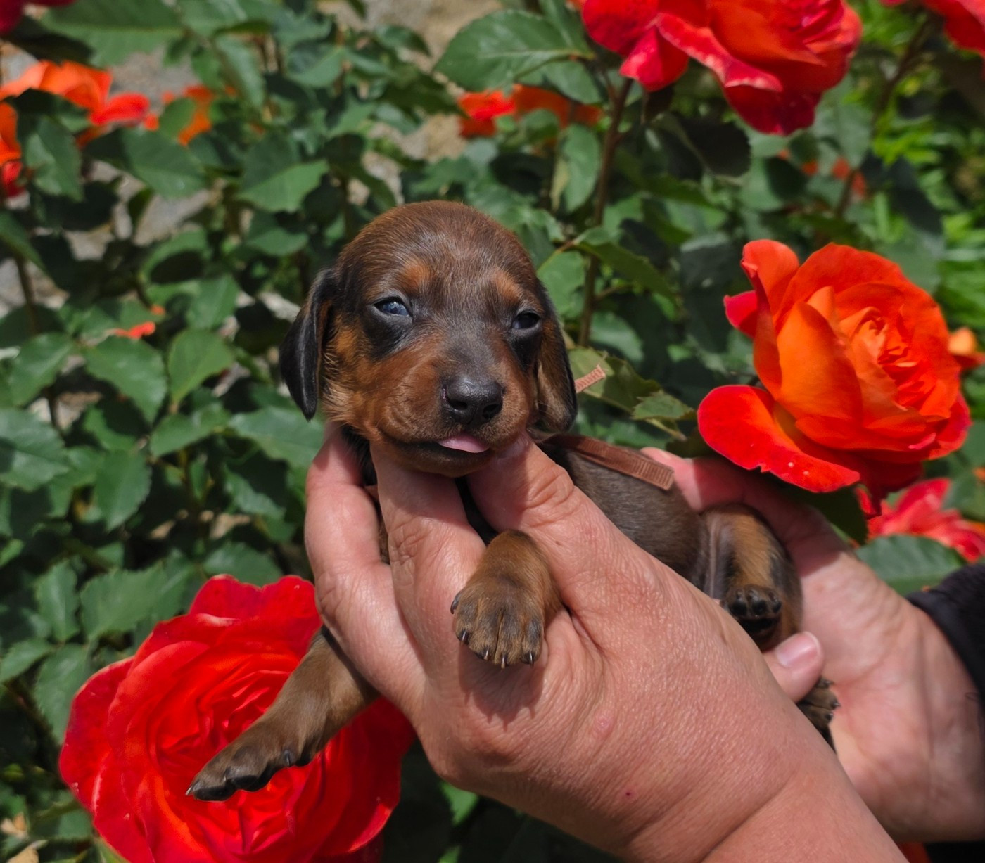 de la Cascade d'Orion - Chiots disponibles - Teckel poil ras