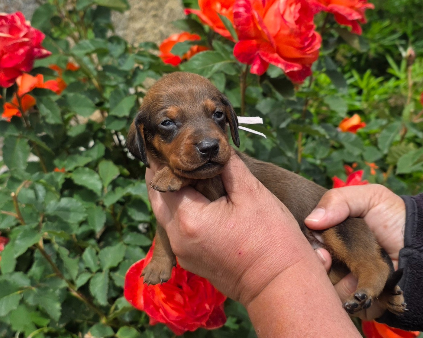 de la Cascade d'Orion - Chiots disponibles - Teckel poil ras