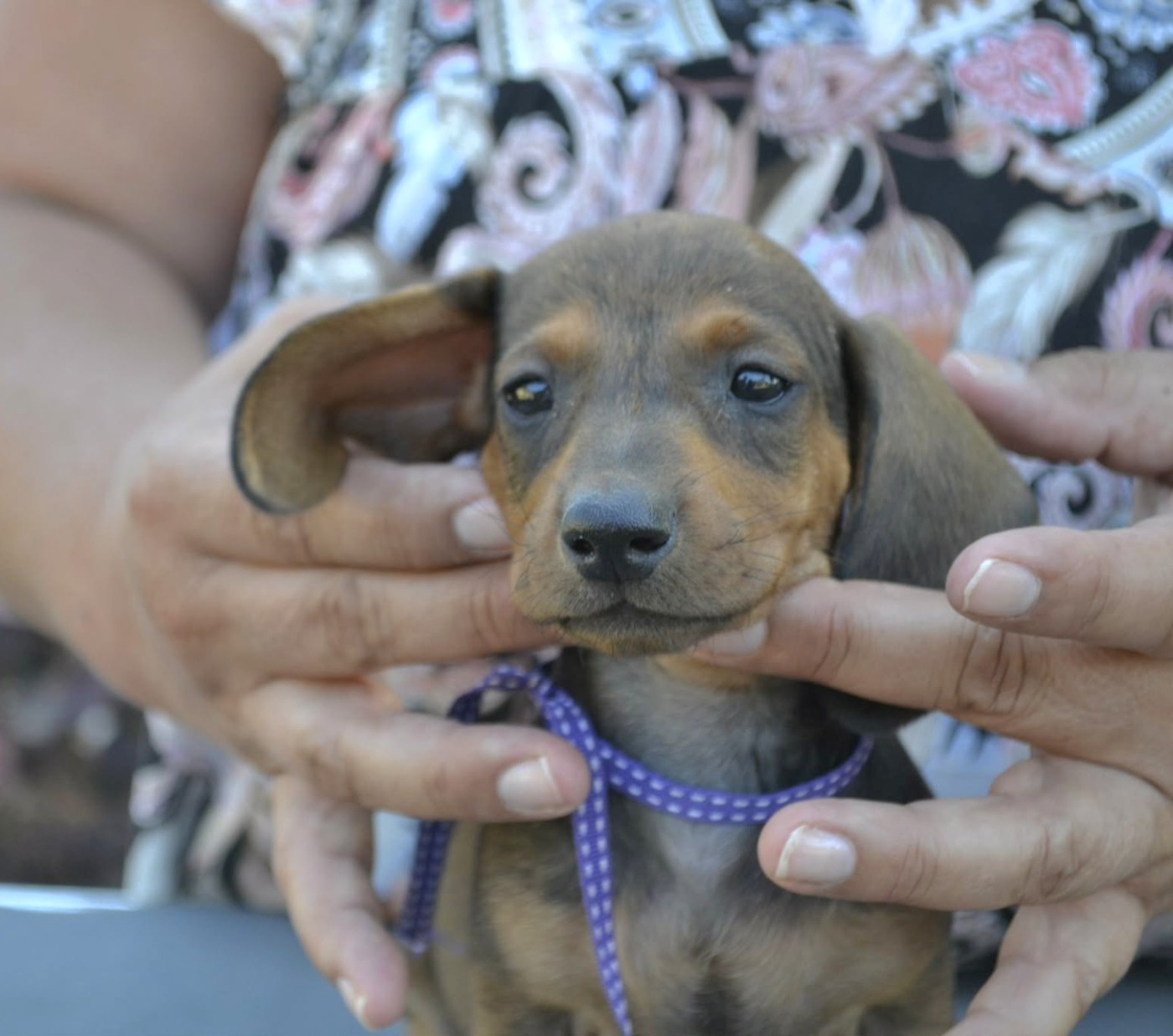 de la Cascade d'Orion - Chiots disponibles - Teckel poil ras