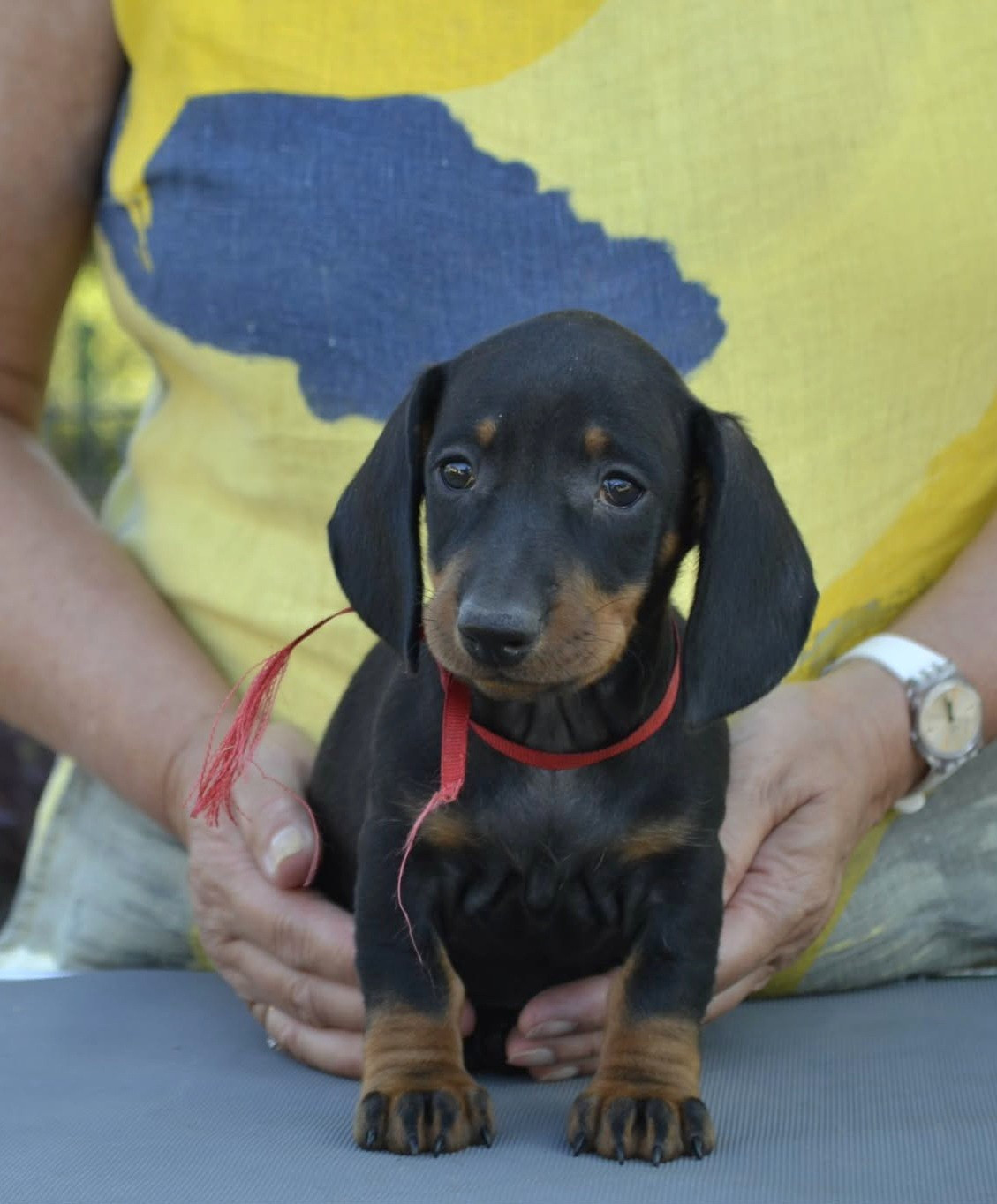 de la Cascade d'Orion - Chiots disponibles - Teckel poil ras
