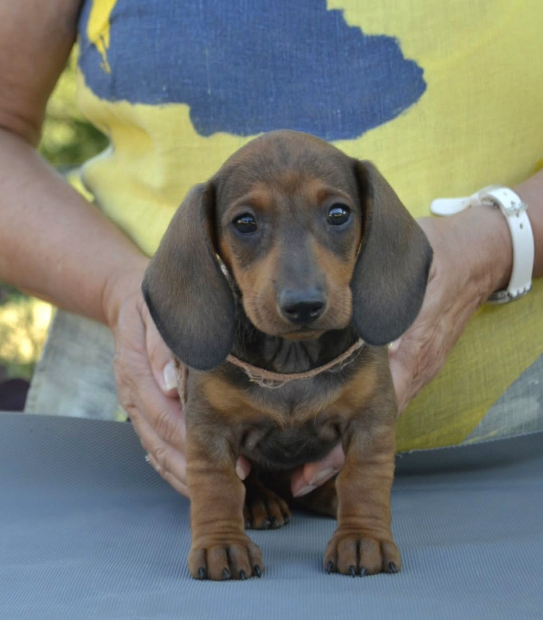 de la Cascade d'Orion - Chiots disponibles - Teckel poil ras