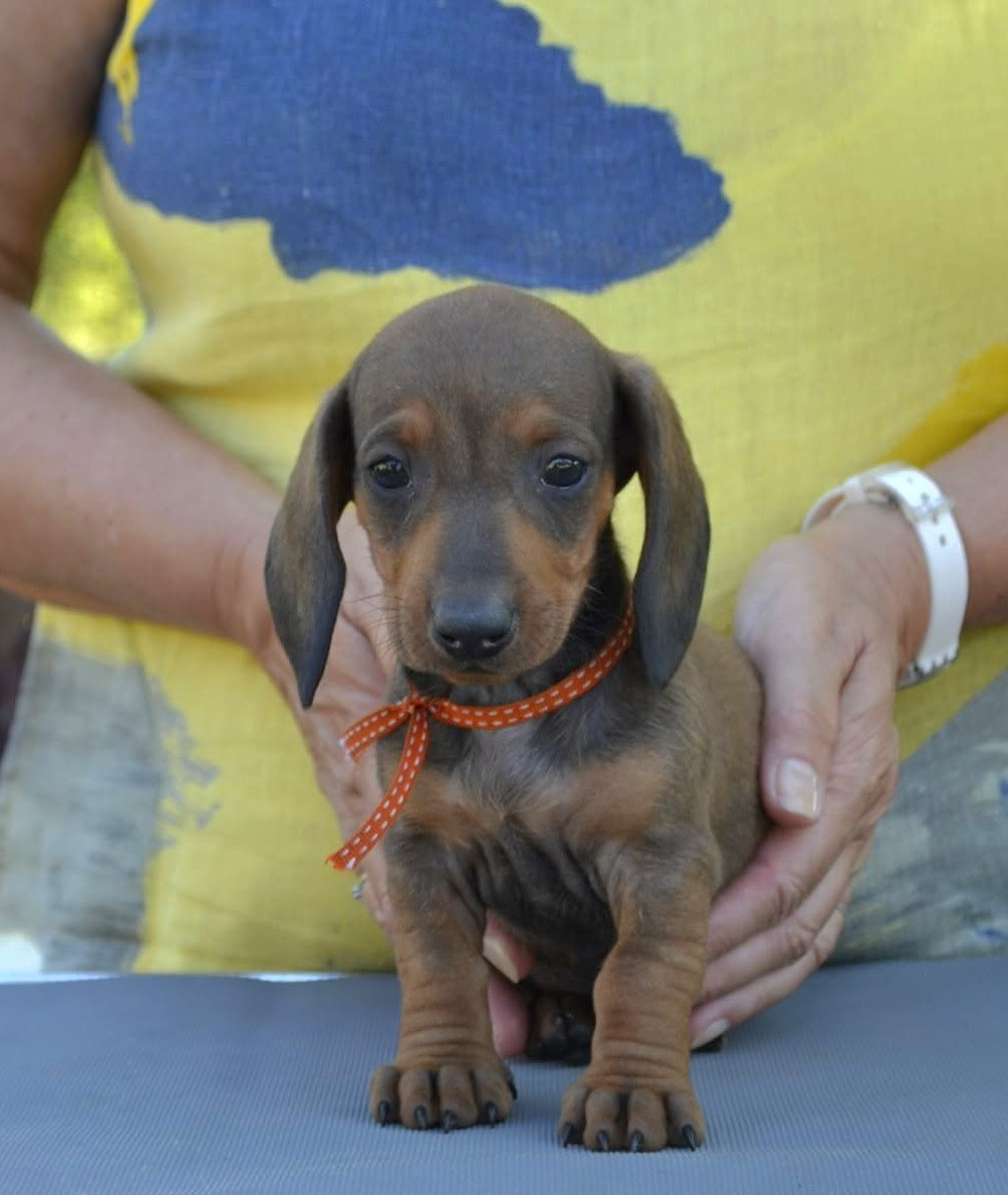 de la Cascade d'Orion - Chiots disponibles - Teckel poil ras