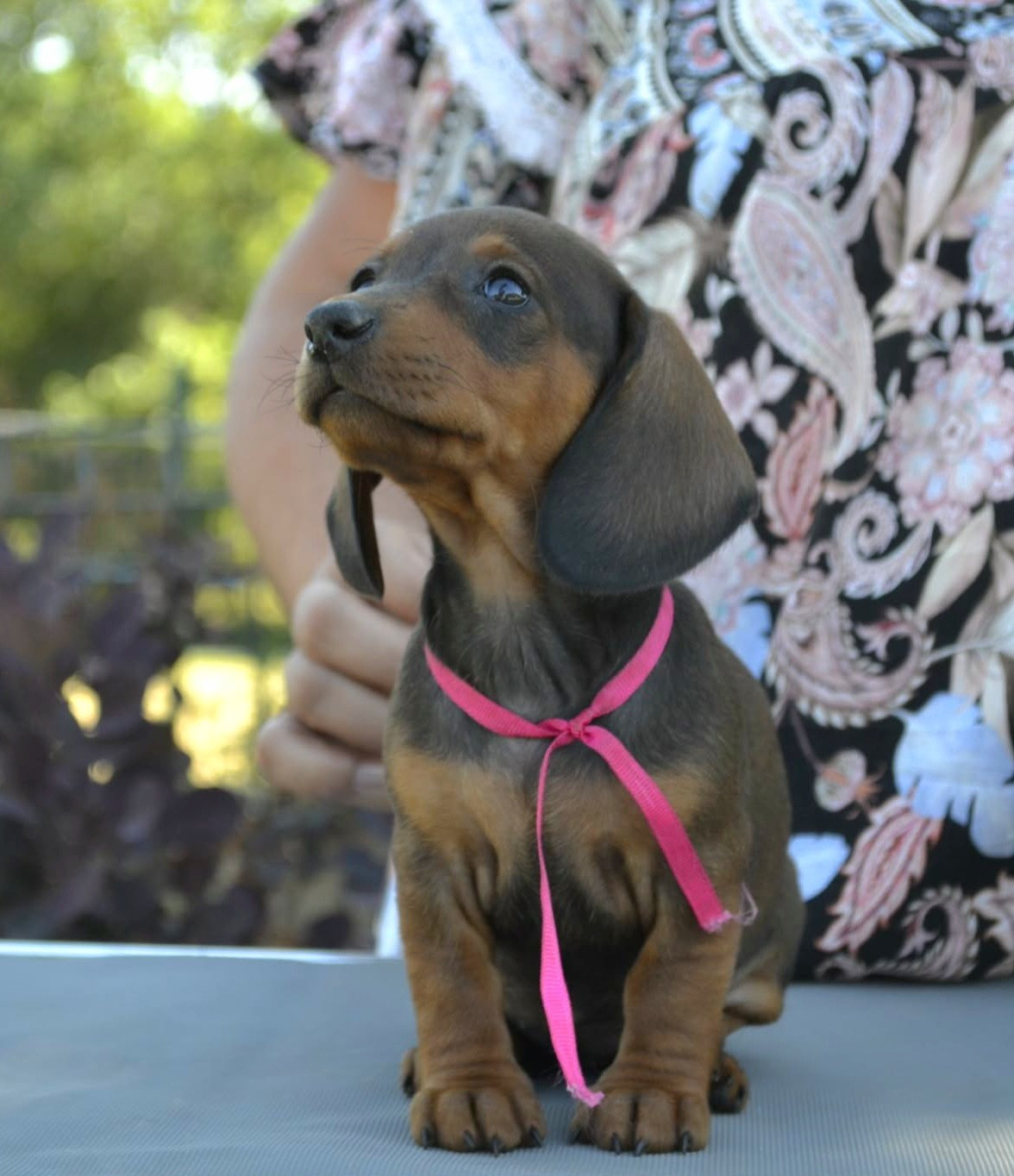 de la Cascade d'Orion - Chiots disponibles - Teckel poil ras