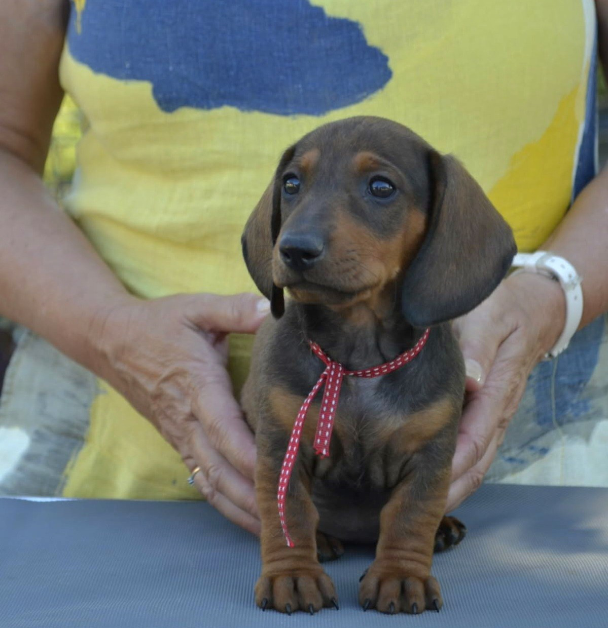 de la Cascade d'Orion - Chiots disponibles - Teckel poil ras