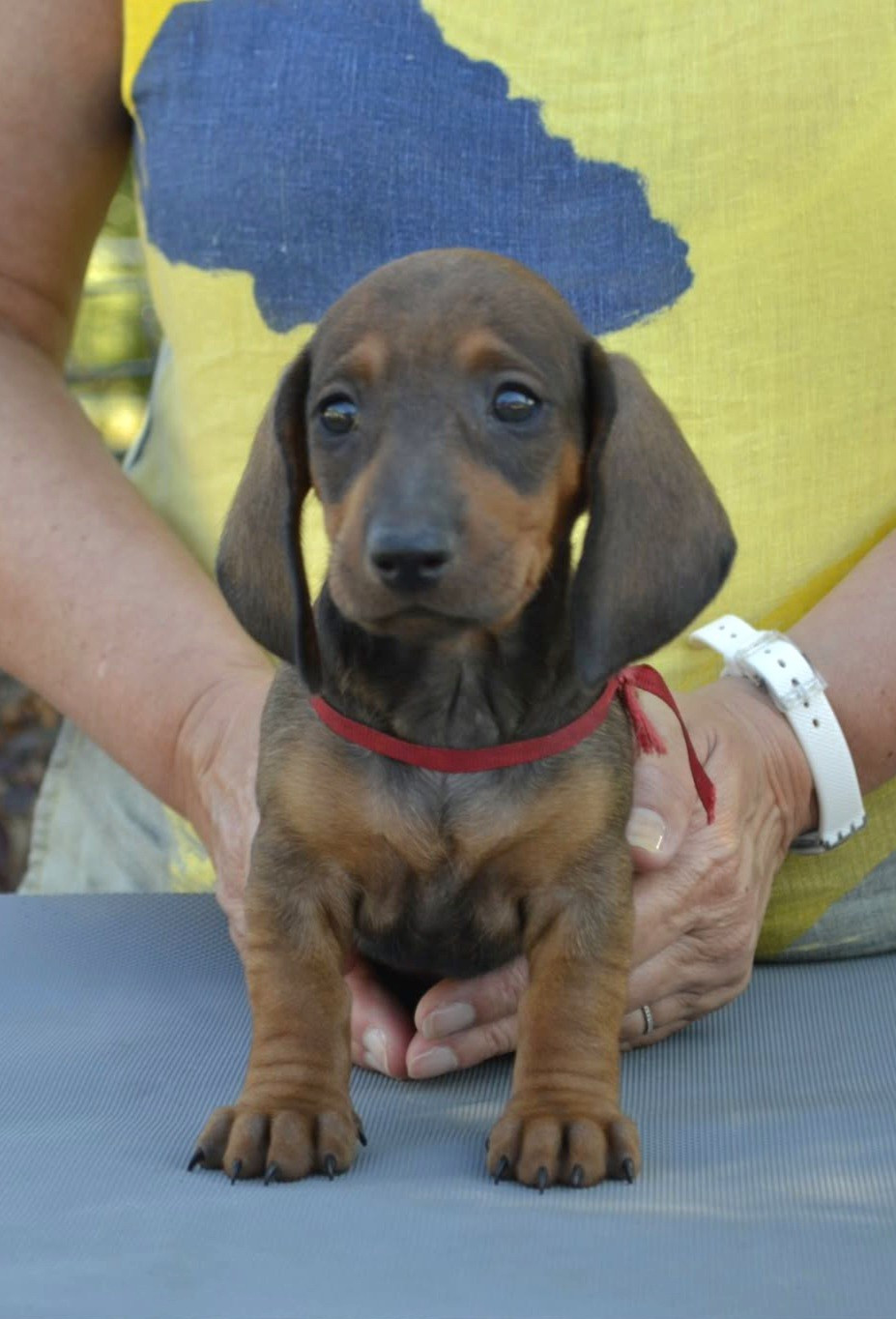 de la Cascade d'Orion - Chiots disponibles - Teckel poil ras