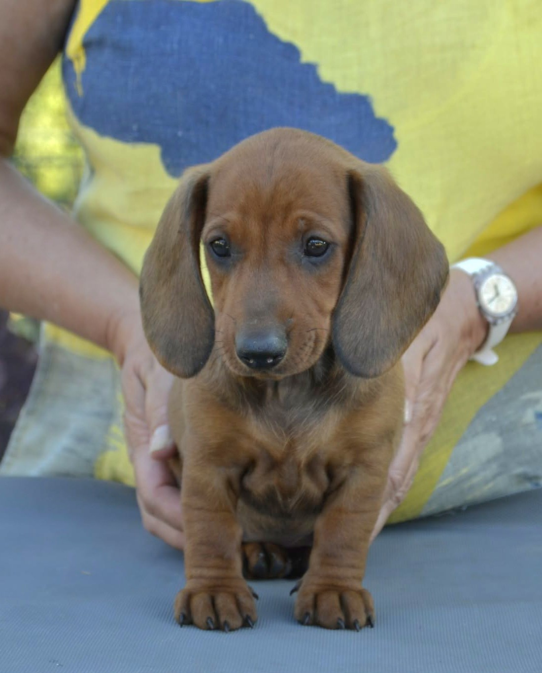 de la Cascade d'Orion - Chiots disponibles - Teckel poil ras