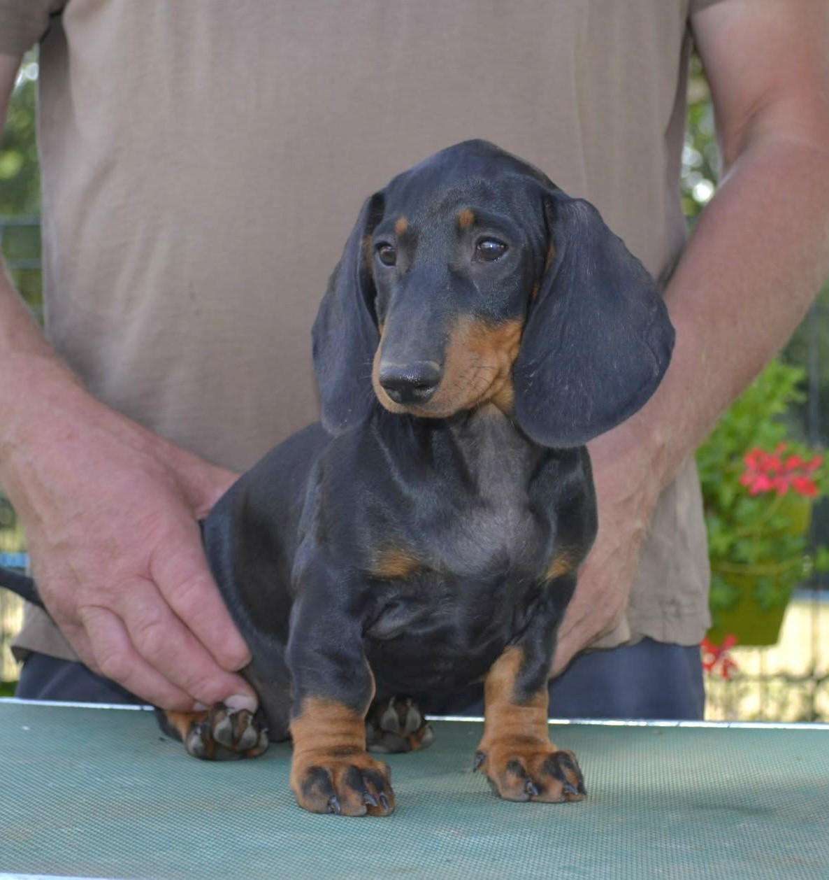 de la Cascade d'Orion - Chiots disponibles - Teckel poil ras