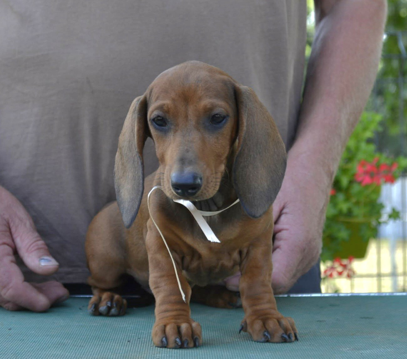 de la Cascade d'Orion - Chiots disponibles - Teckel poil ras