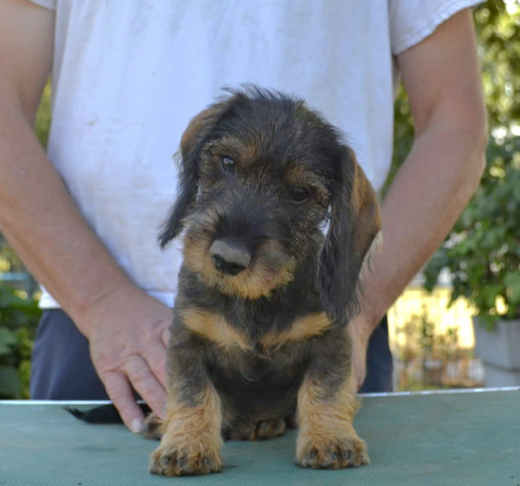 de la Cascade d'Orion - Chiots disponibles - Teckel poil dur