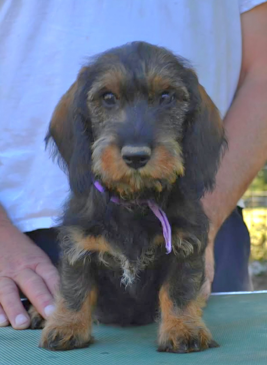 de la Cascade d'Orion - Chiots disponibles - Teckel poil dur