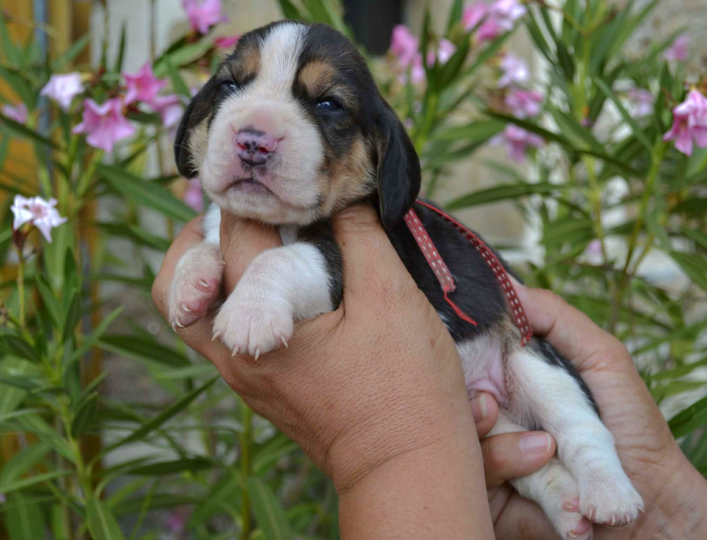 de la Cascade d'Orion - Chiots disponibles - Beagle