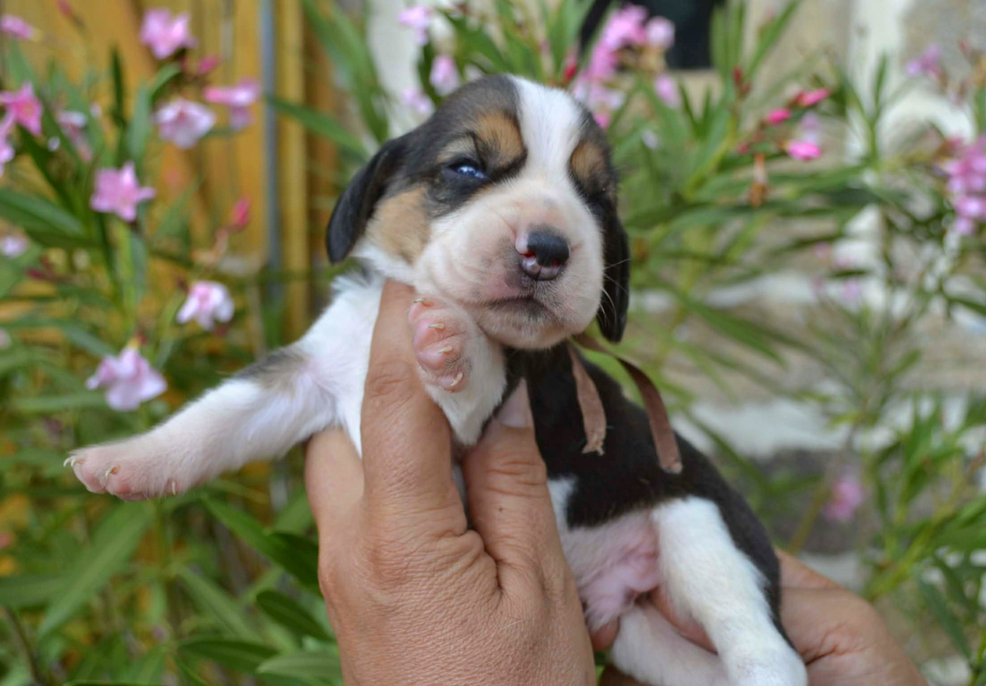 de la Cascade d'Orion - Chiots disponibles - Beagle