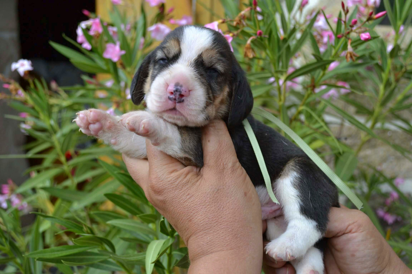 de la Cascade d'Orion - Chiots disponibles - Beagle