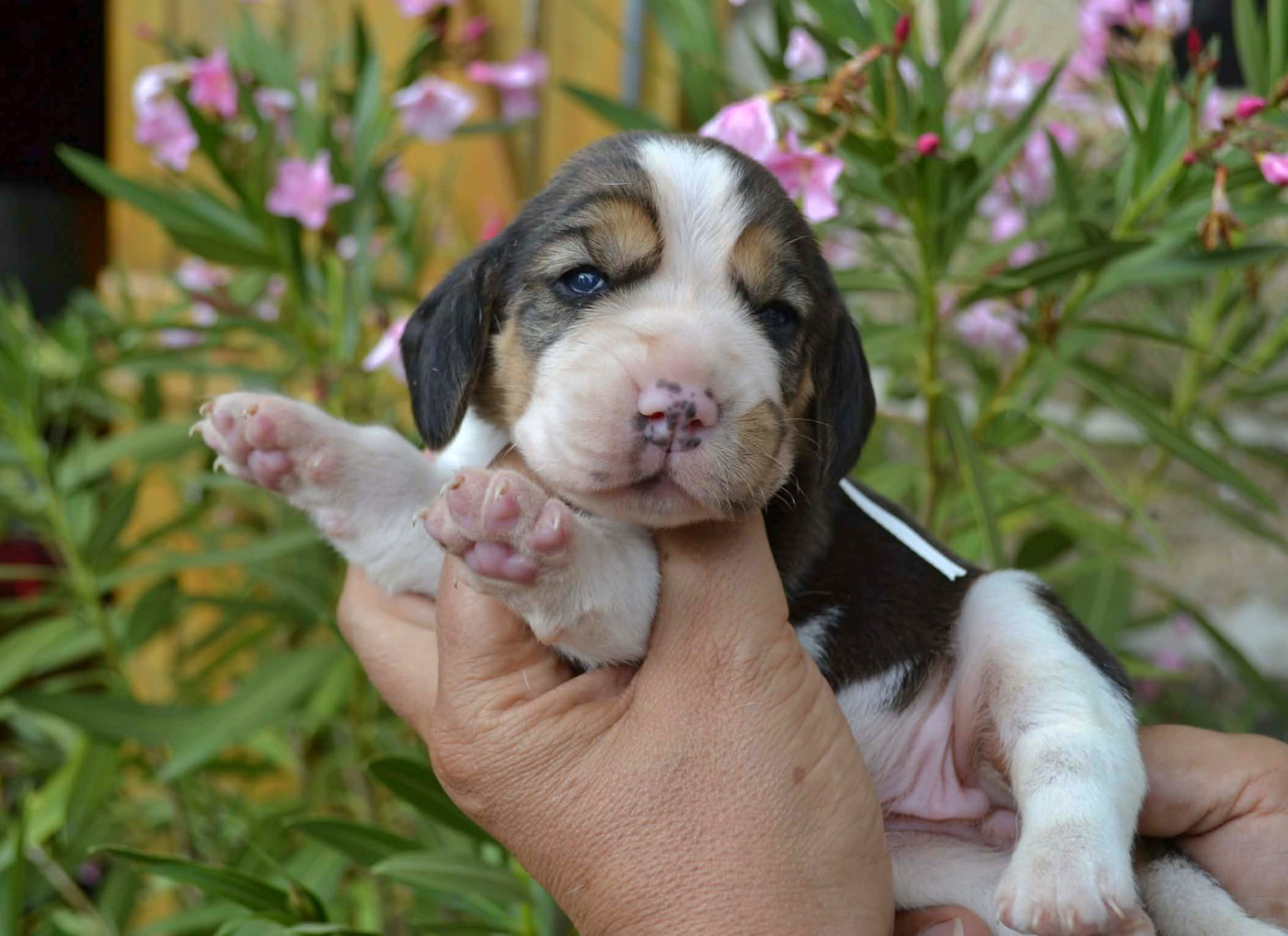 de la Cascade d'Orion - Chiots disponibles - Beagle