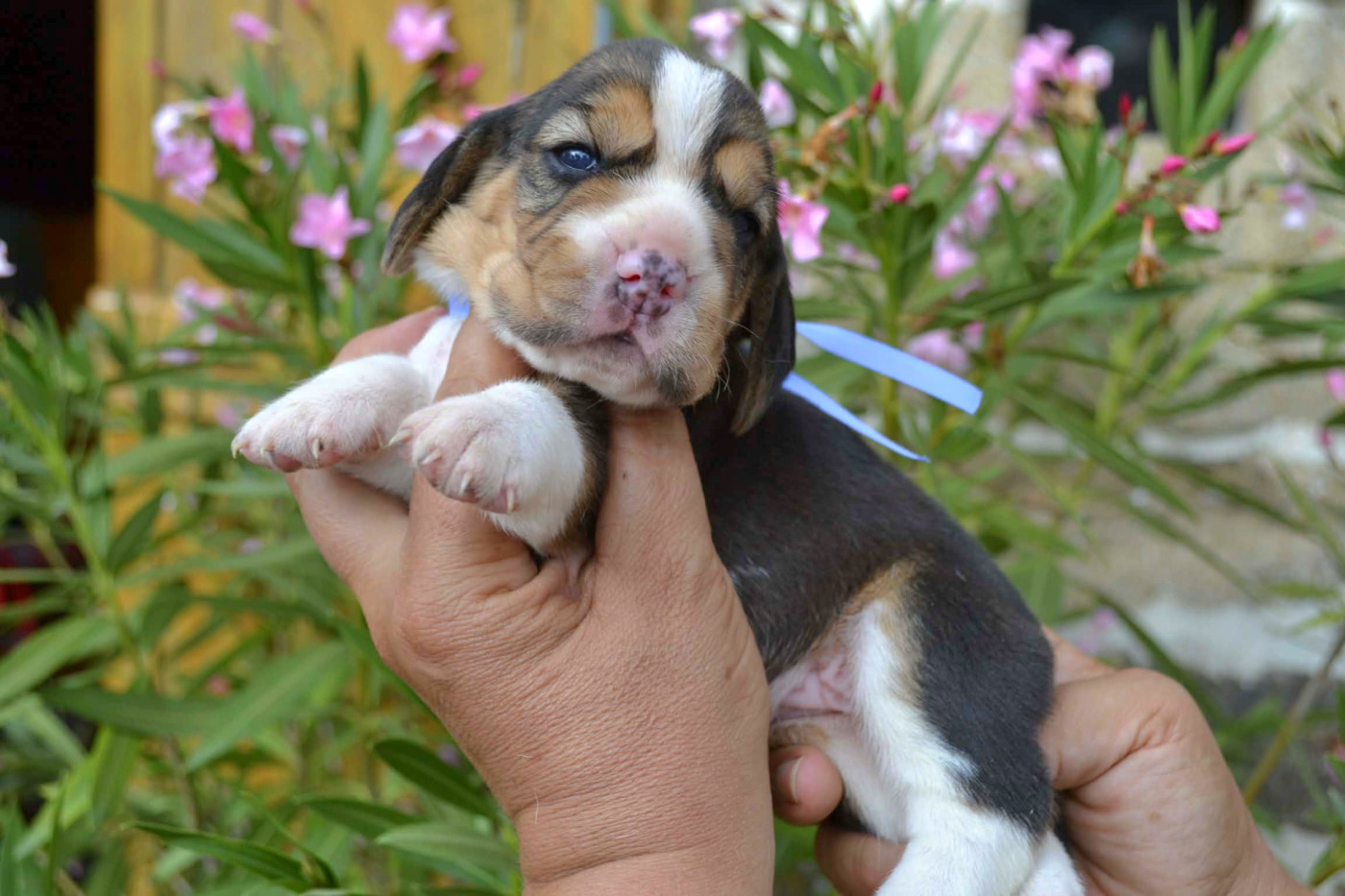 de la Cascade d'Orion - Chiots disponibles - Beagle