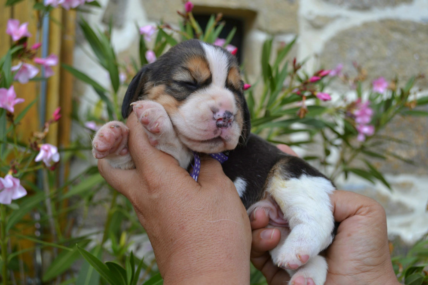 de la Cascade d'Orion - Chiots disponibles - Beagle