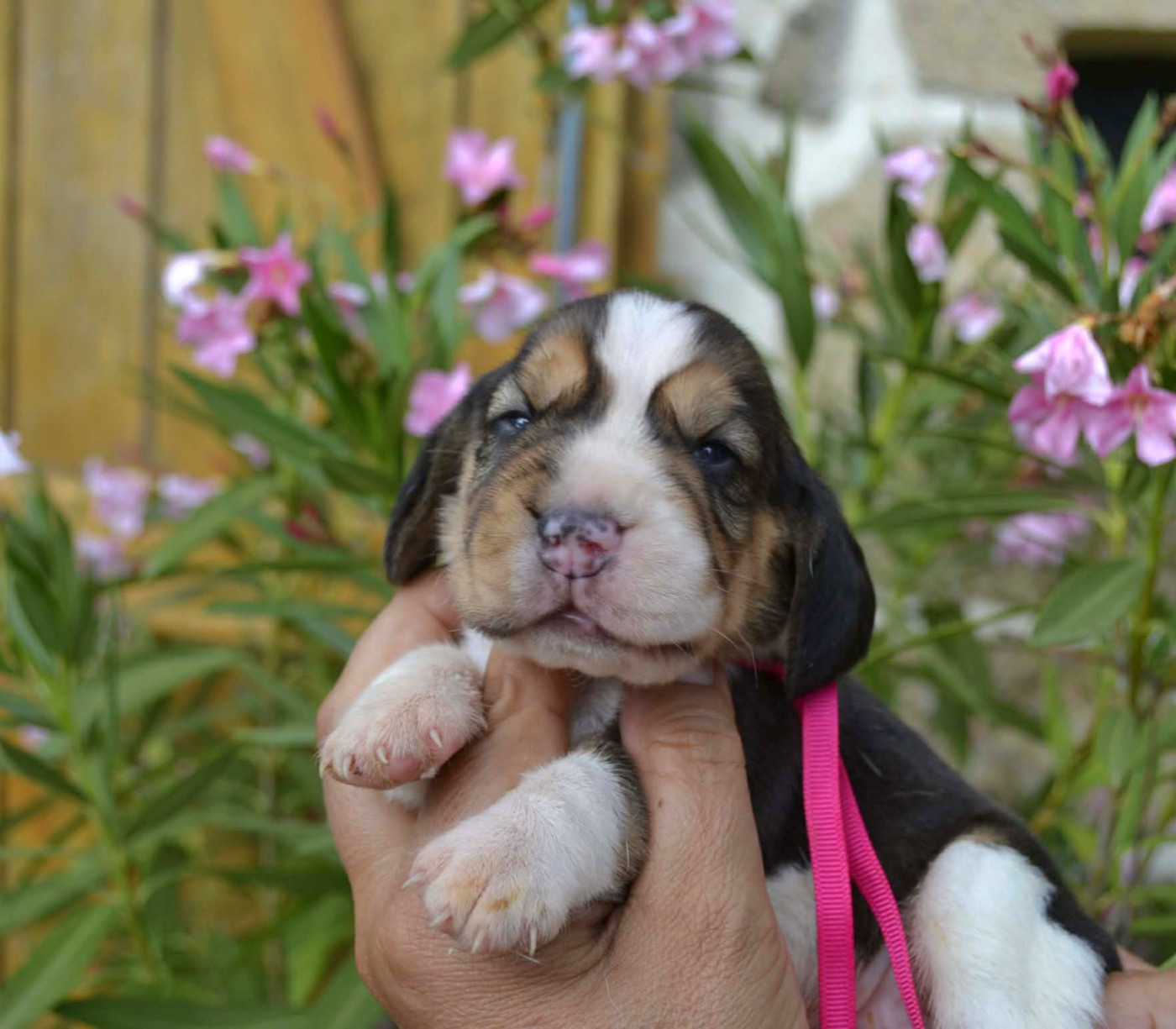 de la Cascade d'Orion - Chiots disponibles - Beagle