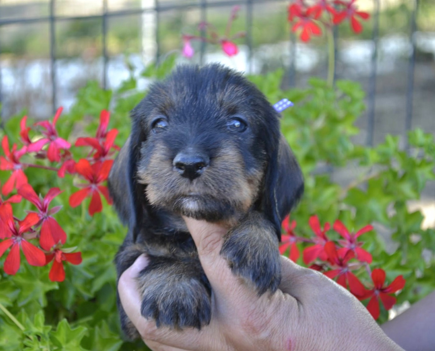 de la Cascade d'Orion - Chiots disponibles - Teckel poil dur