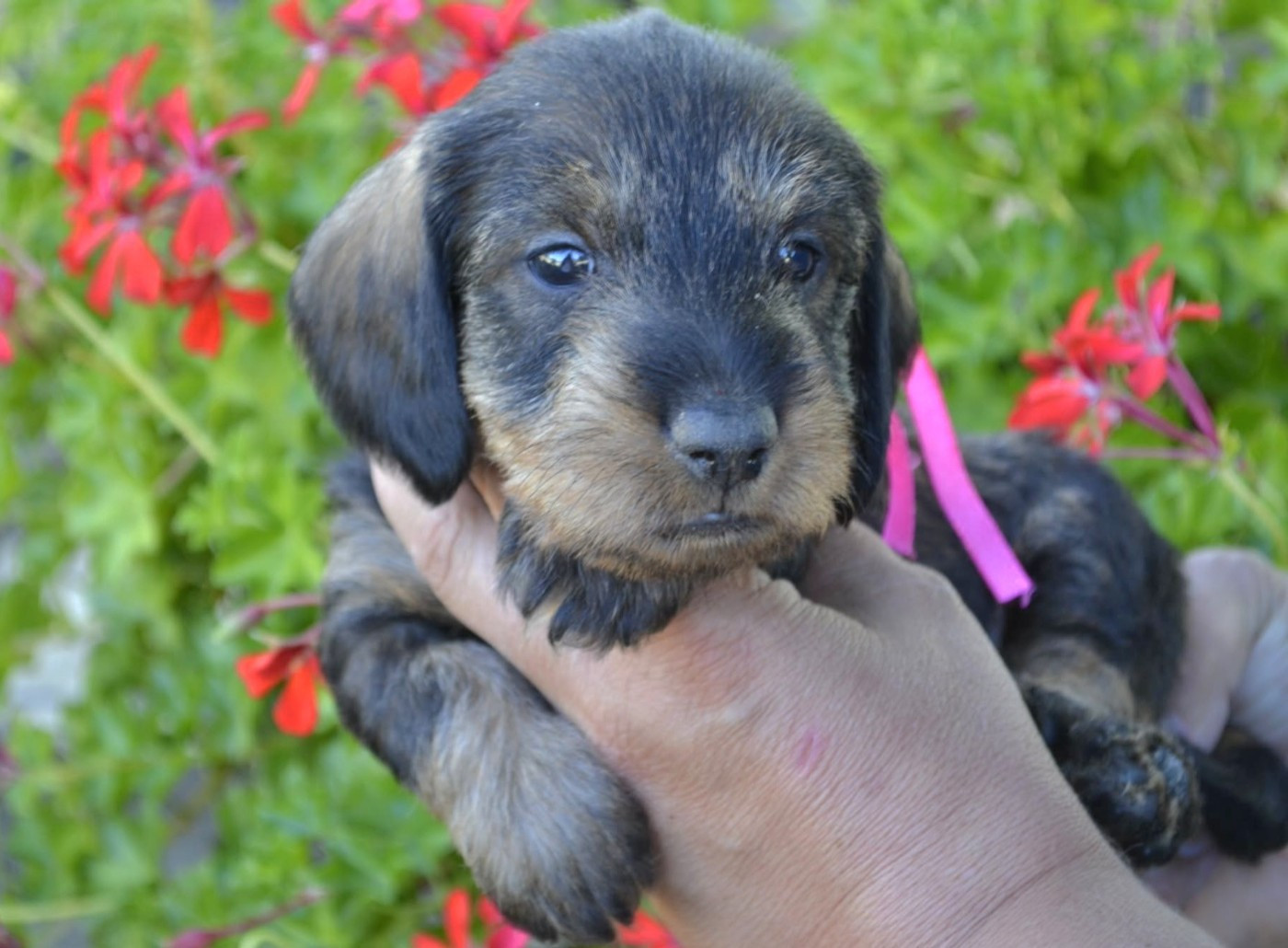 de la Cascade d'Orion - Chiots disponibles - Teckel poil dur