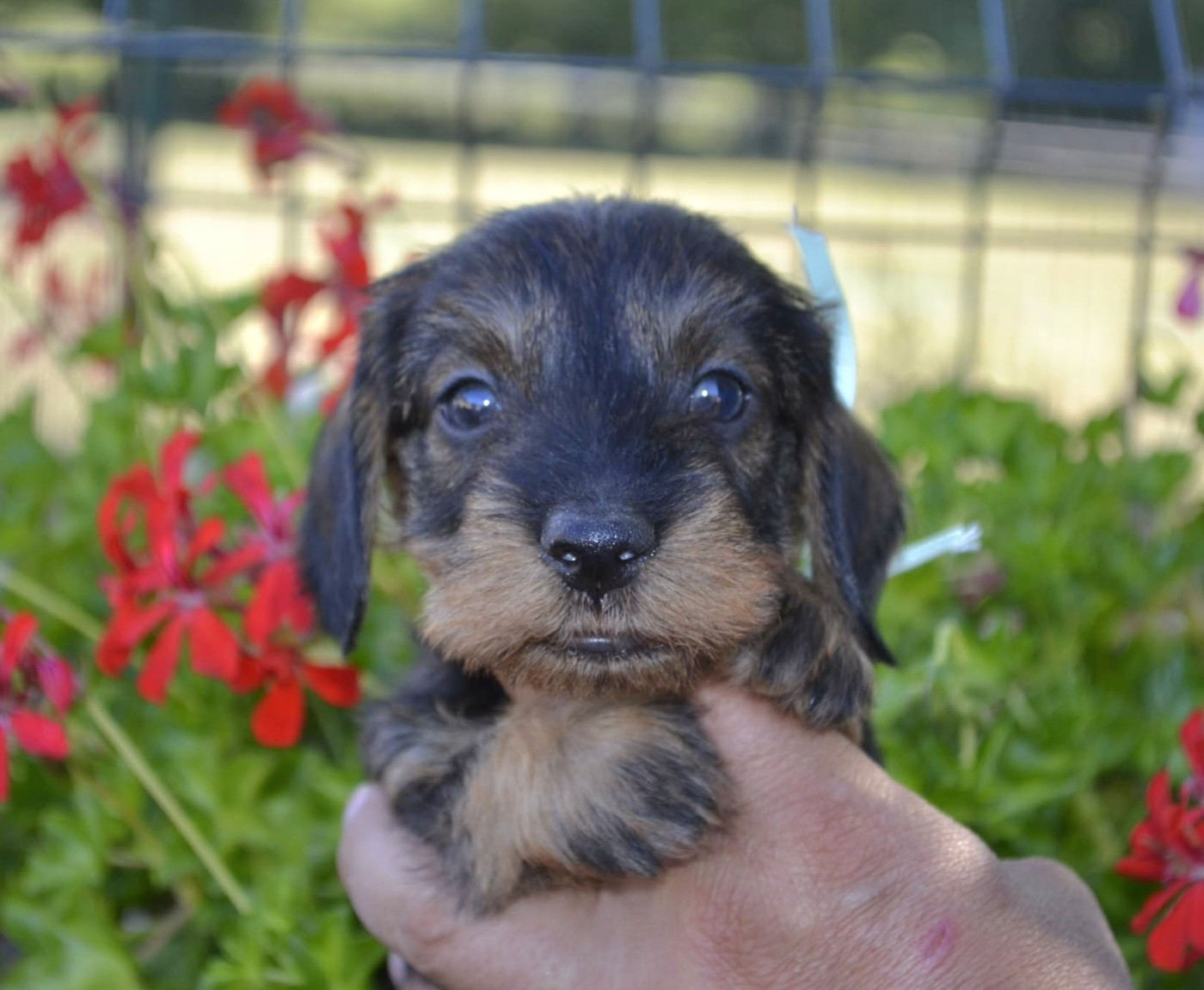 de la Cascade d'Orion - Chiots disponibles - Teckel poil dur
