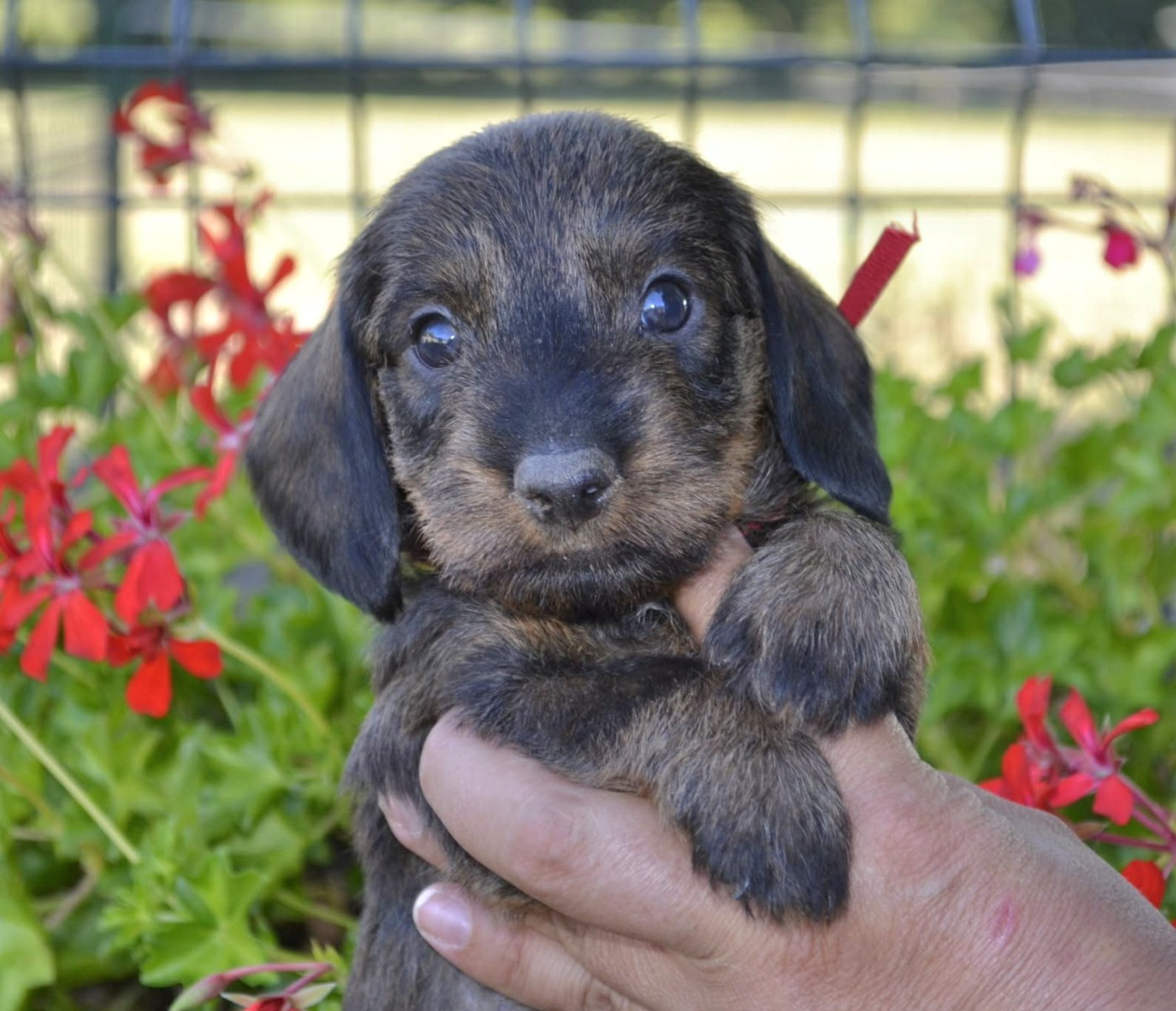 de la Cascade d'Orion - Chiots disponibles - Teckel poil dur