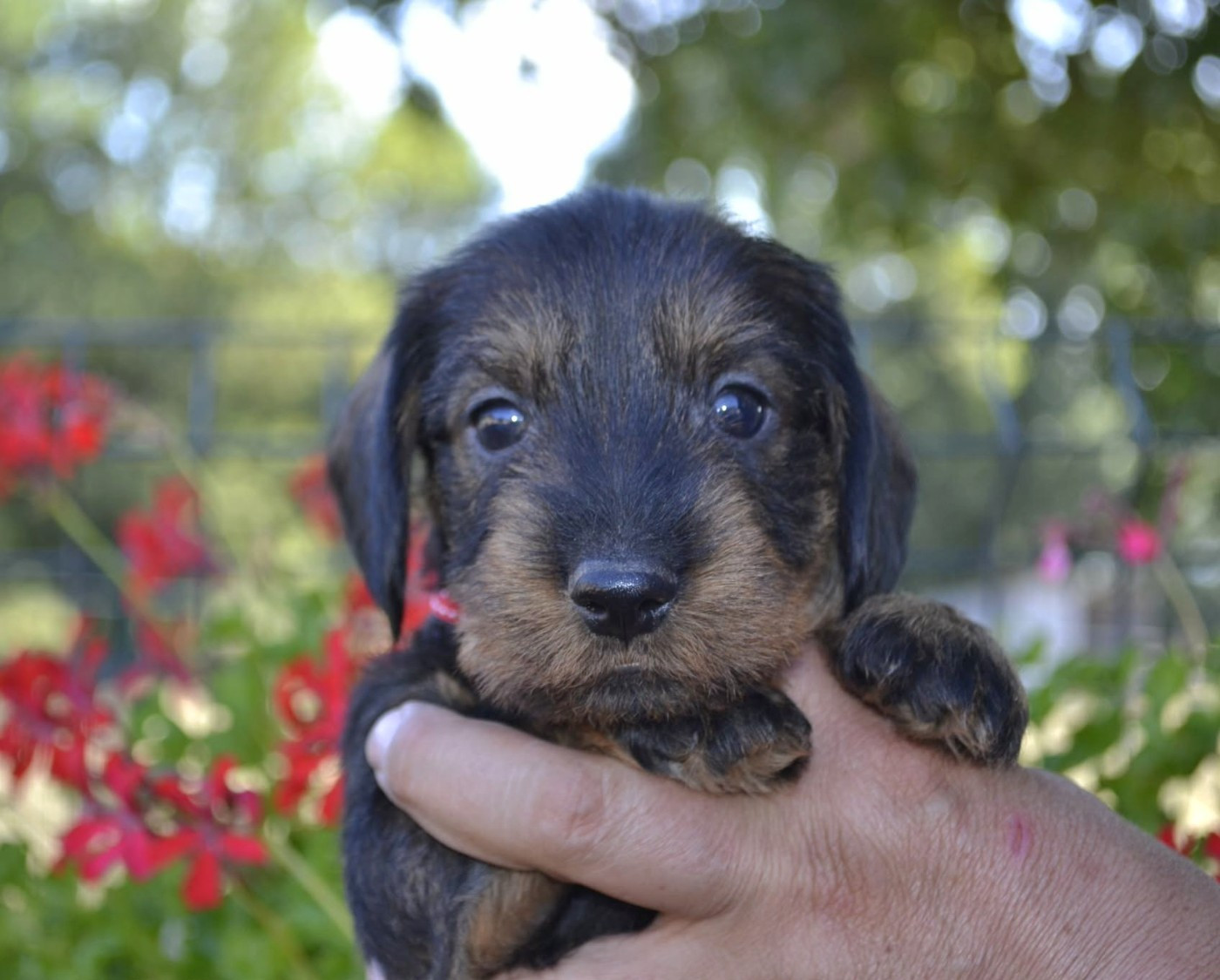 de la Cascade d'Orion - Chiots disponibles - Teckel poil dur