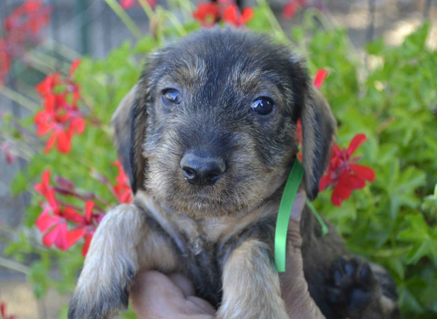 de la Cascade d'Orion - Chiots disponibles - Teckel poil dur