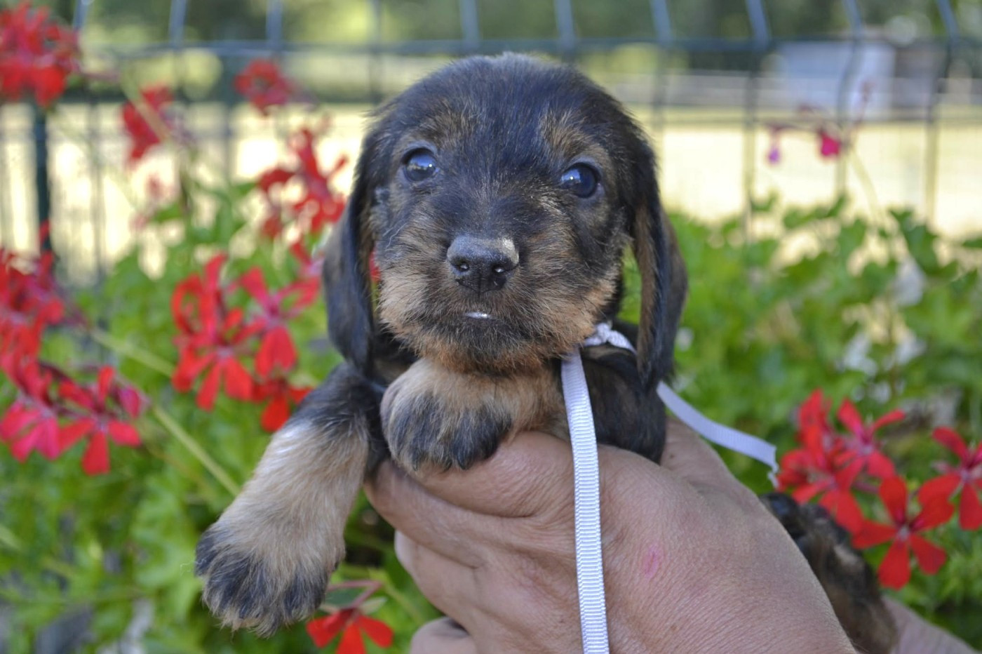 de la Cascade d'Orion - Chiots disponibles - Teckel poil dur