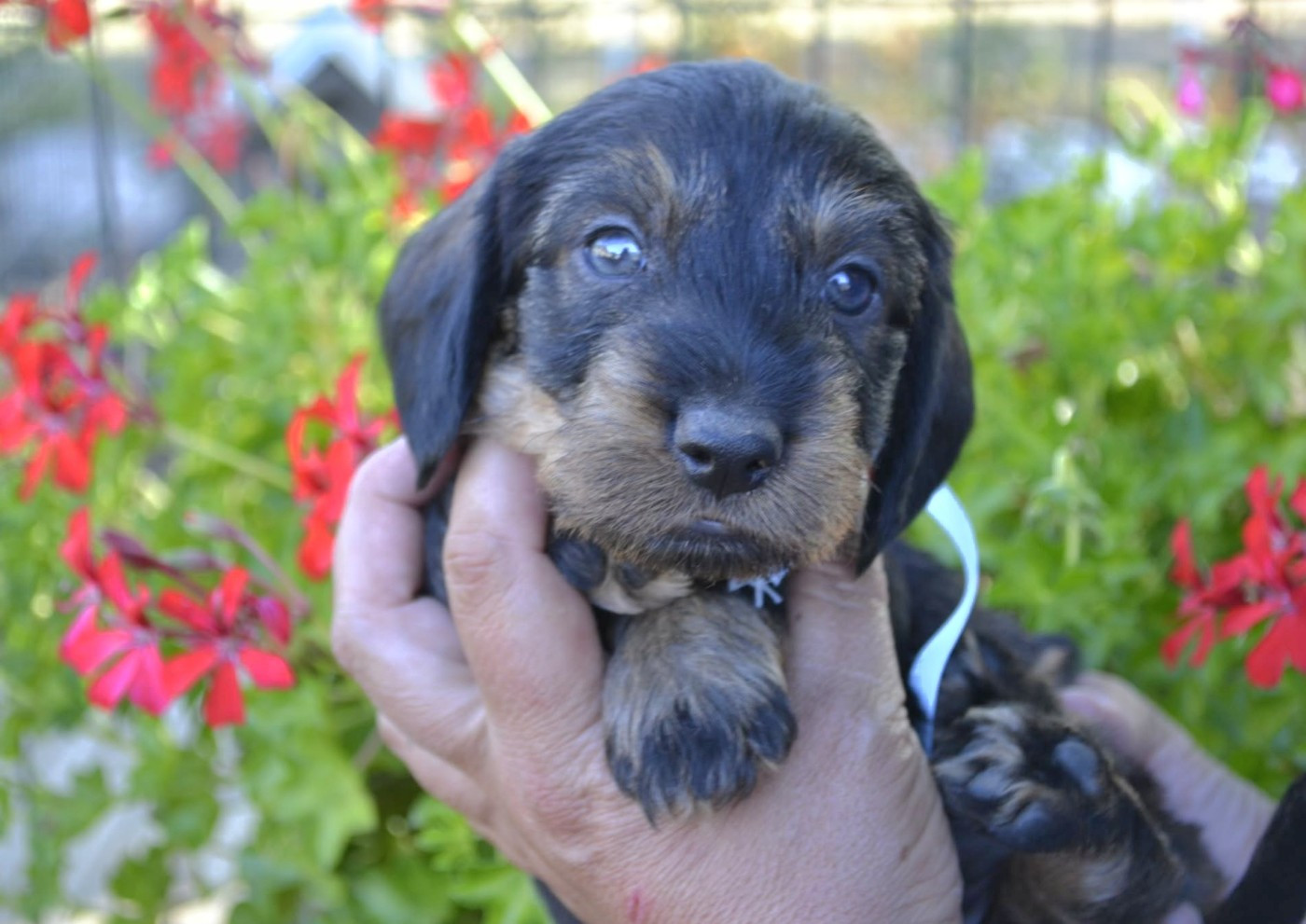 de la Cascade d'Orion - Chiots disponibles - Teckel poil dur
