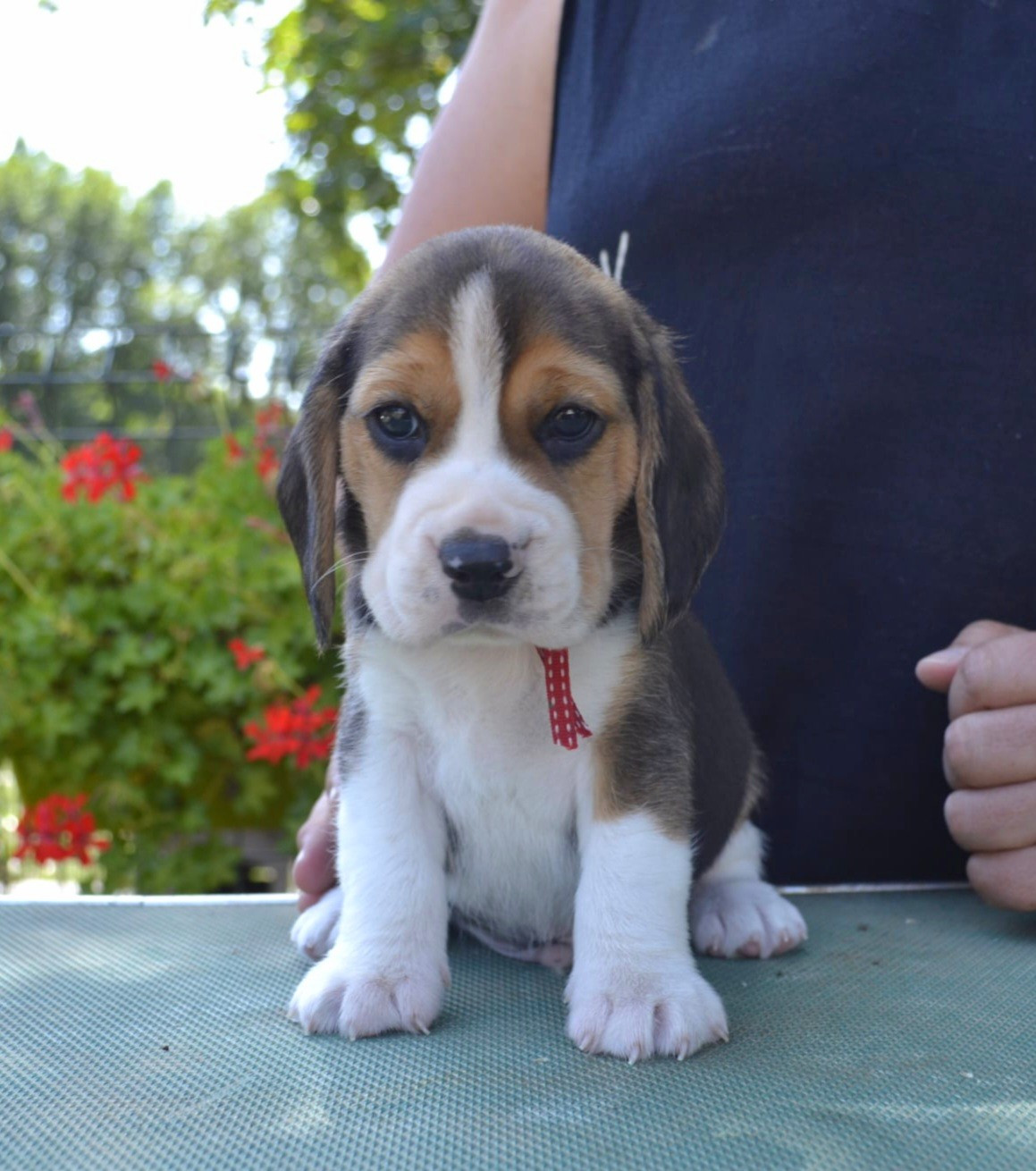 de la Cascade d'Orion - Chiots disponibles - Beagle