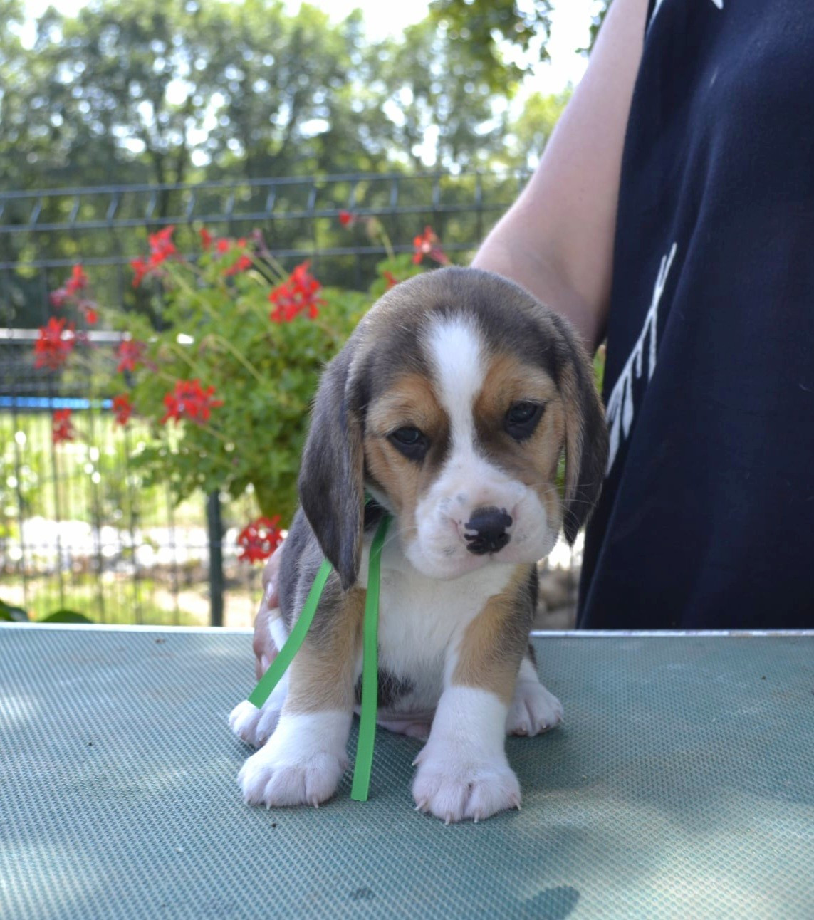 de la Cascade d'Orion - Chiots disponibles - Beagle