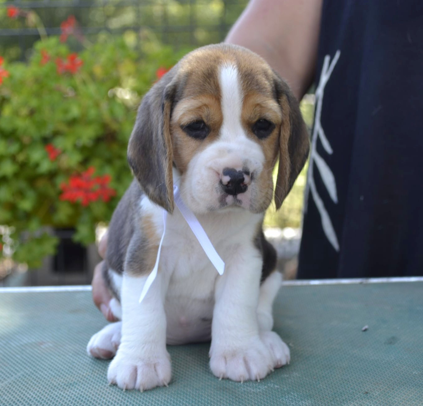 de la Cascade d'Orion - Chiots disponibles - Beagle