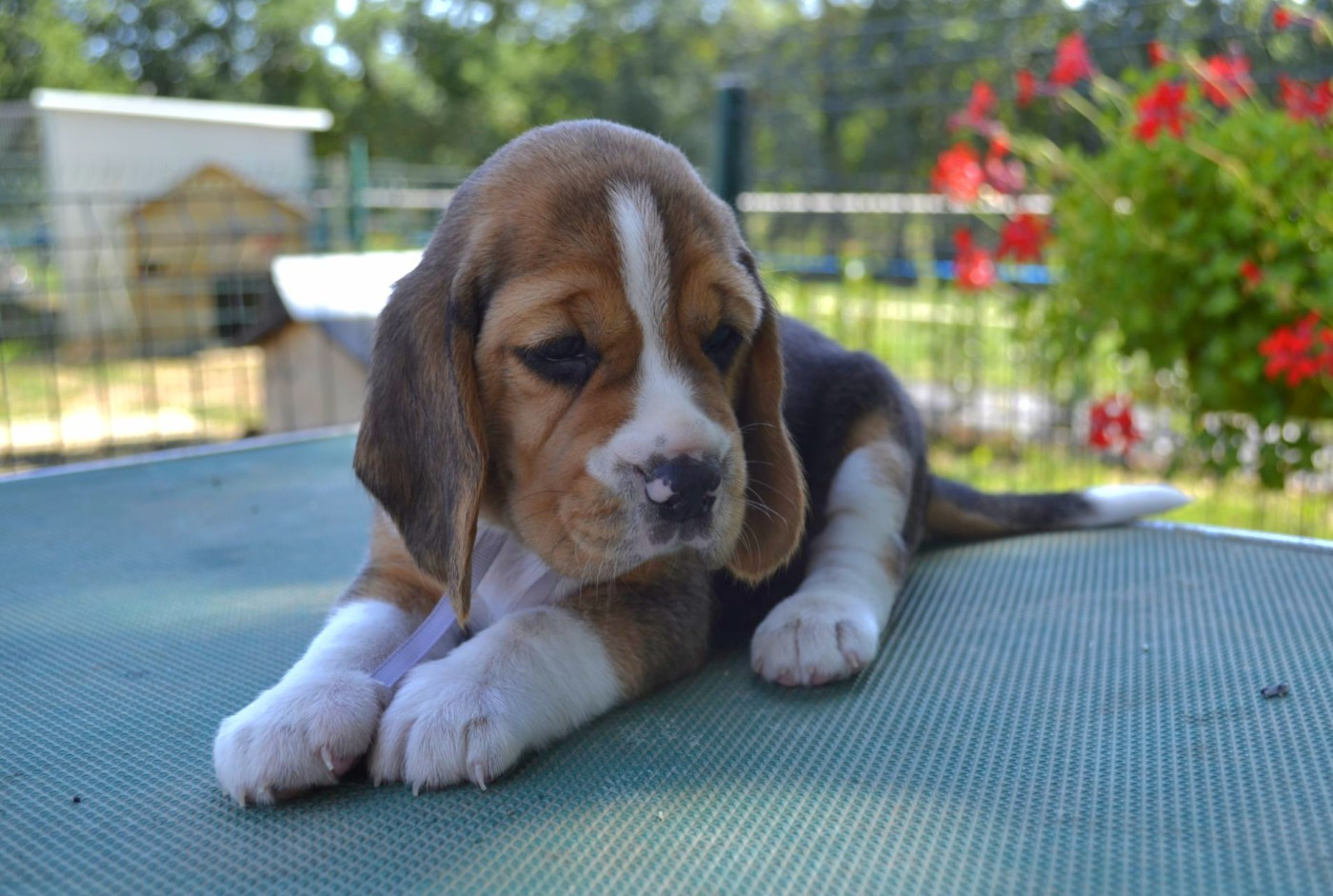 de la Cascade d'Orion - Chiots disponibles - Beagle