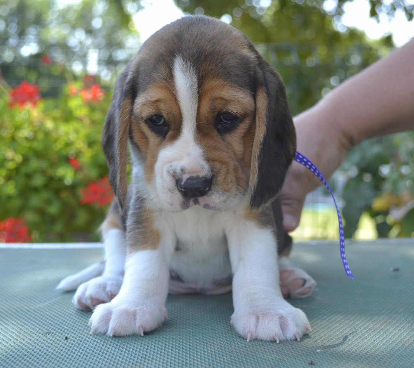 de la Cascade d'Orion - Chiots disponibles - Beagle