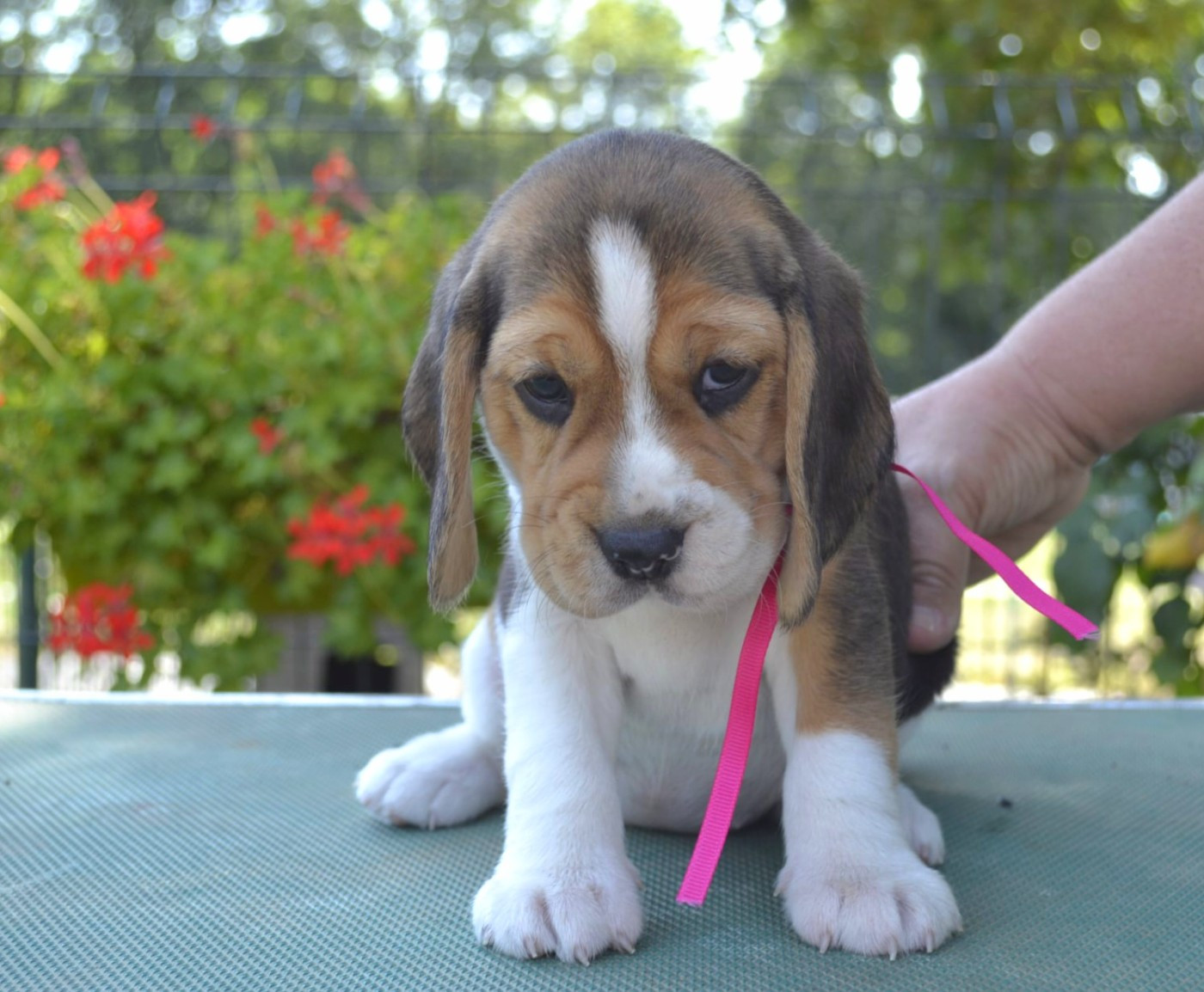 de la Cascade d'Orion - Chiots disponibles - Beagle