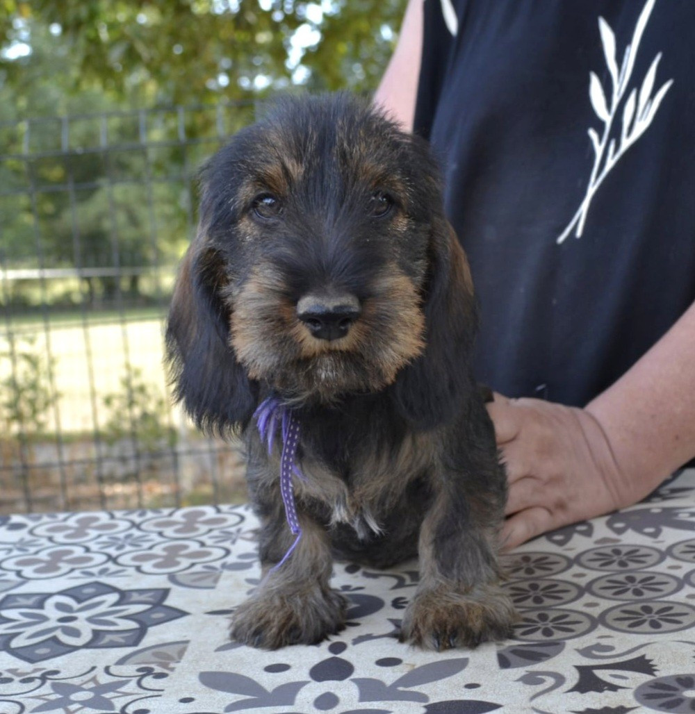 de la Cascade d'Orion - Chiots disponibles - Teckel poil dur