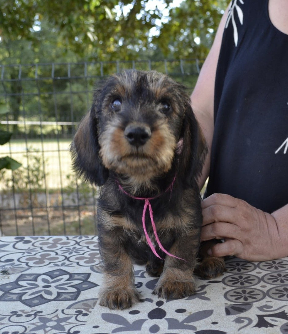 de la Cascade d'Orion - Chiots disponibles - Teckel poil dur