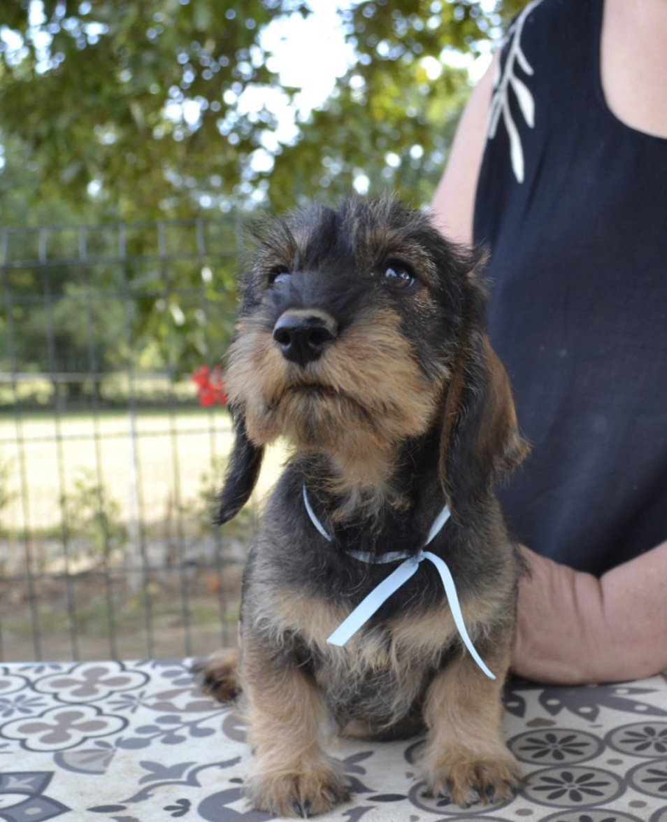 de la Cascade d'Orion - Chiots disponibles - Teckel poil dur