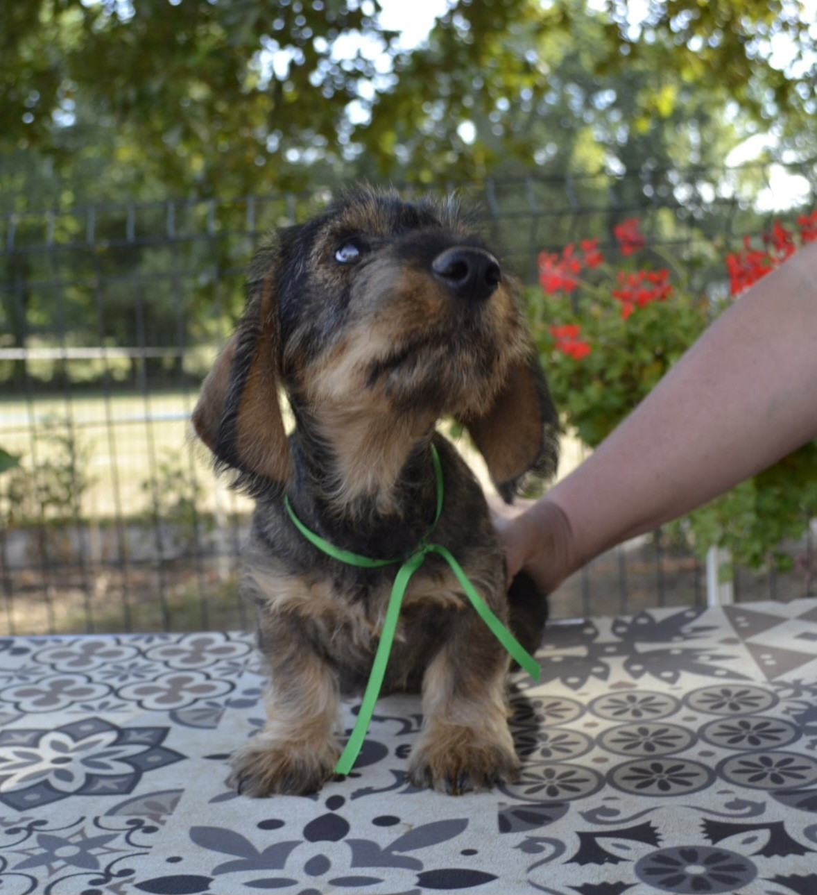 de la Cascade d'Orion - Chiots disponibles - Teckel poil dur