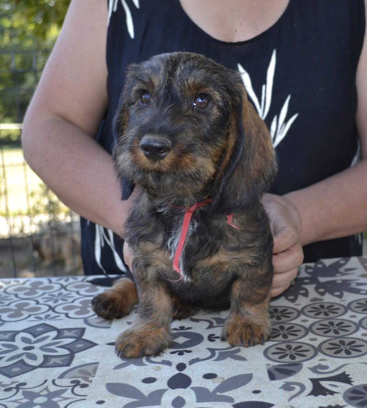 de la Cascade d'Orion - Chiots disponibles - Teckel poil dur