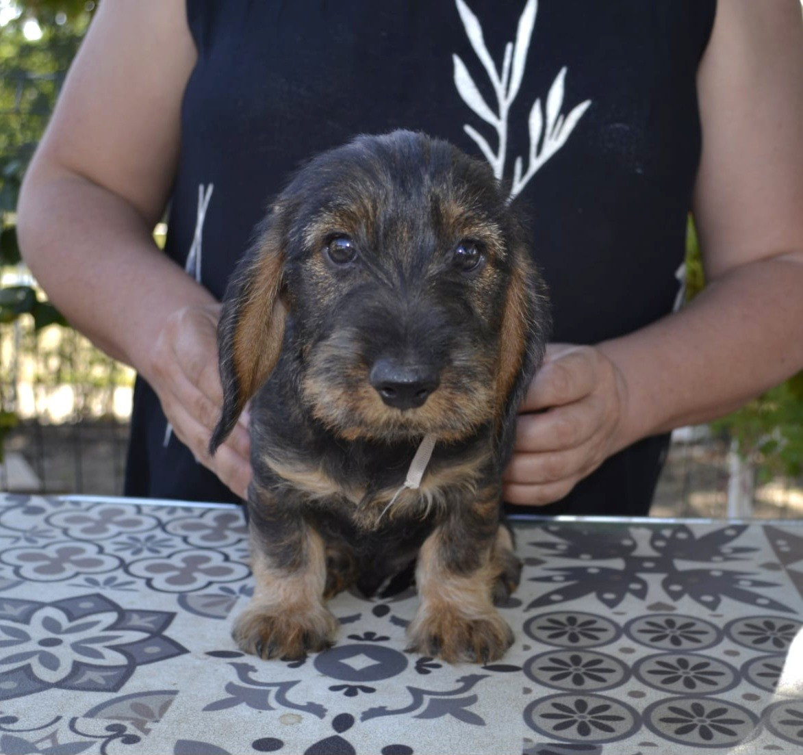 de la Cascade d'Orion - Chiots disponibles - Teckel poil dur