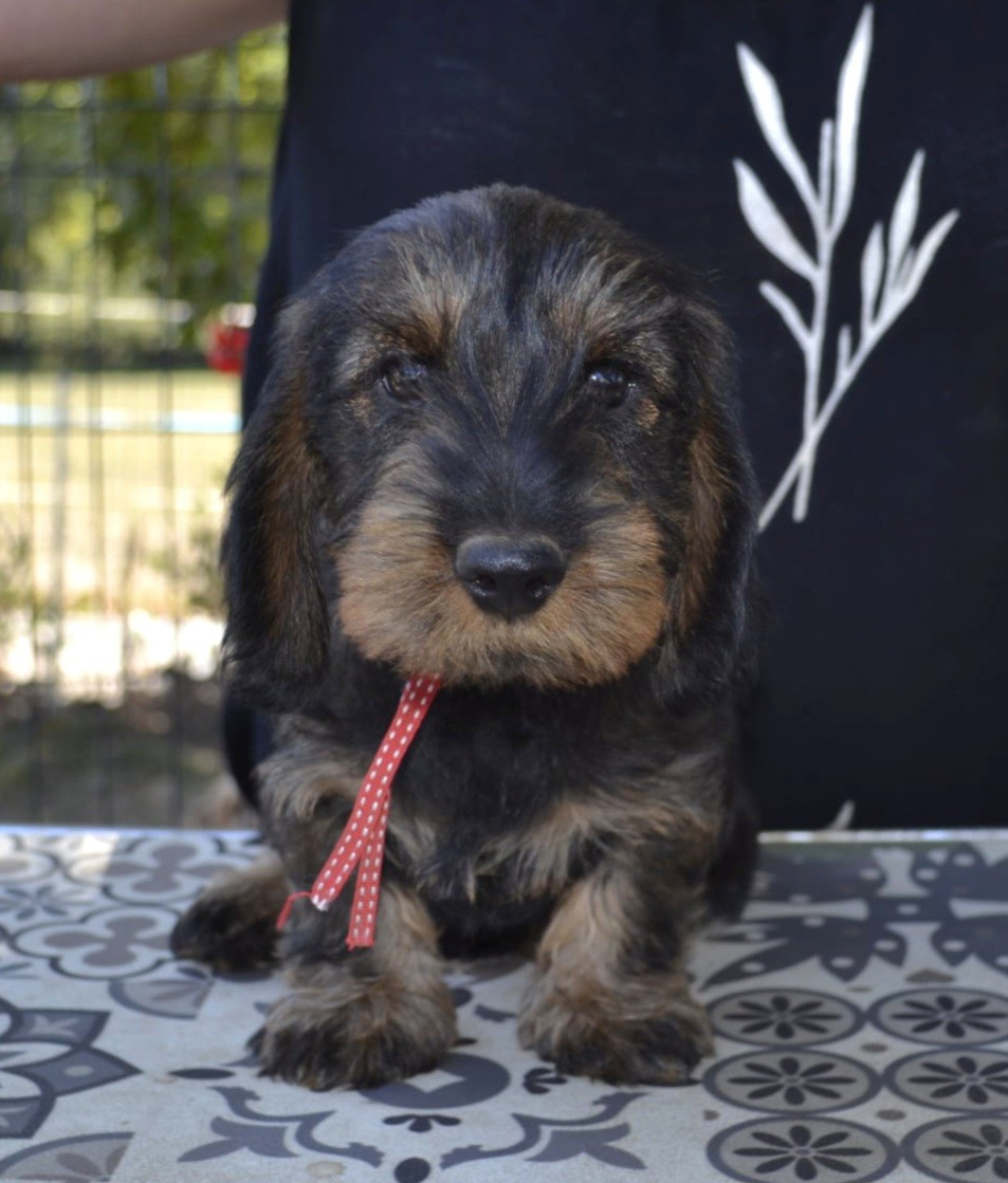 de la Cascade d'Orion - Chiots disponibles - Teckel poil dur