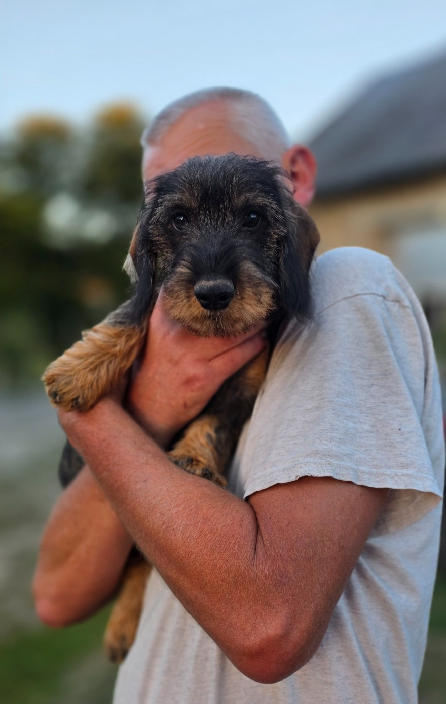de la Cascade d'Orion - Chiots disponibles - Teckel poil dur