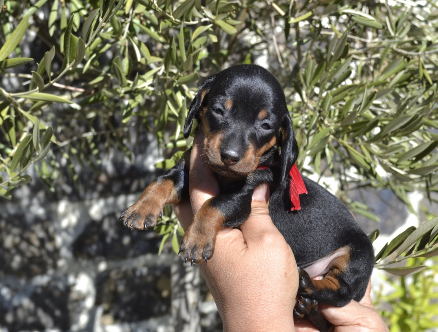 de la Cascade d'Orion - Chiots disponibles - Teckel poil ras