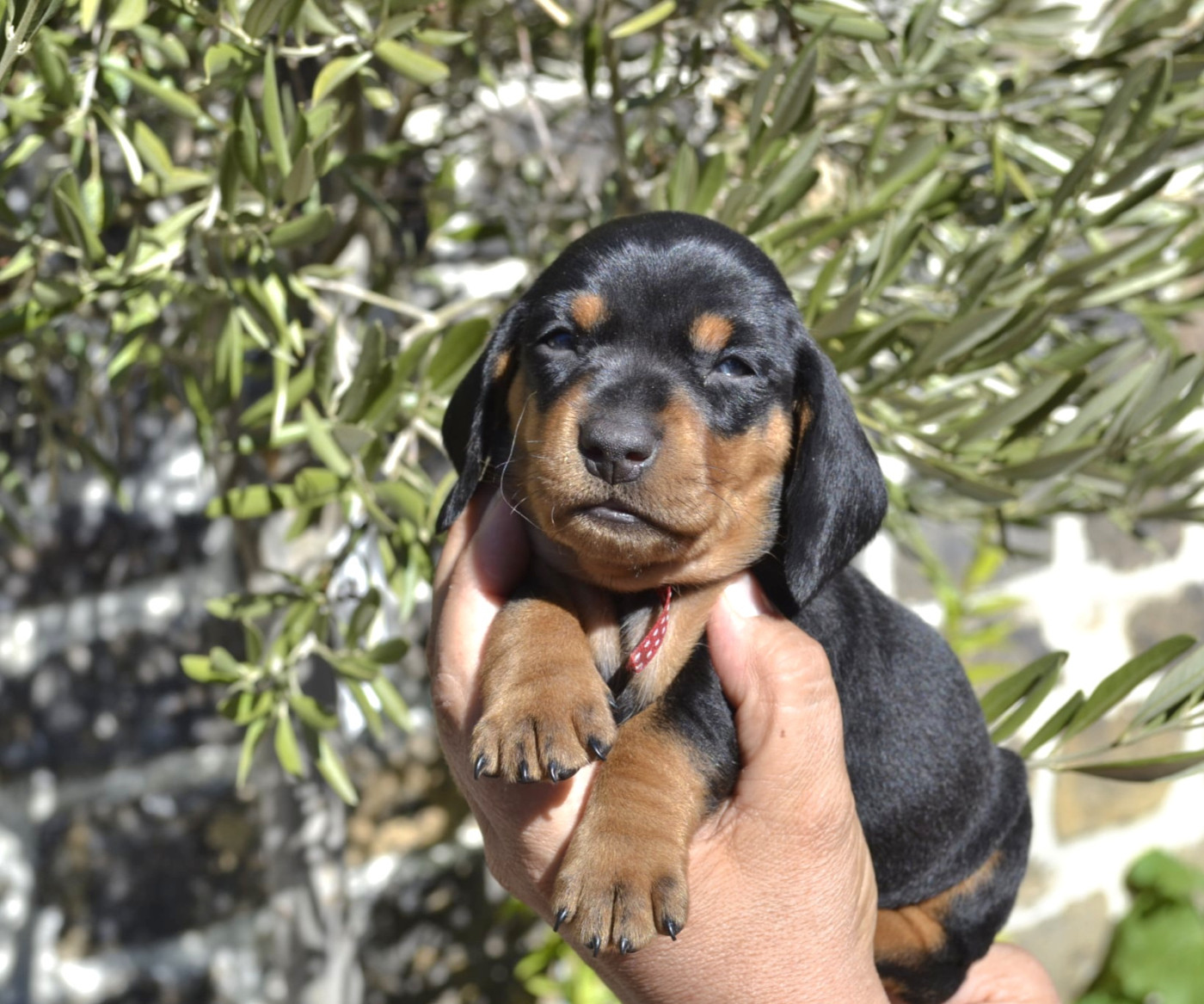 de la Cascade d'Orion - Chiots disponibles - Teckel poil ras