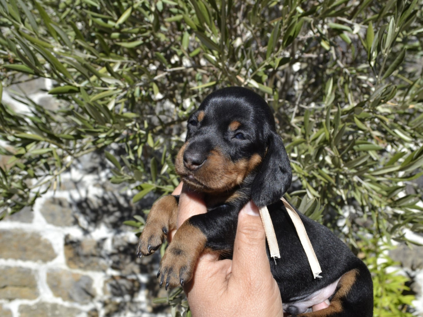 de la Cascade d'Orion - Chiots disponibles - Teckel poil ras